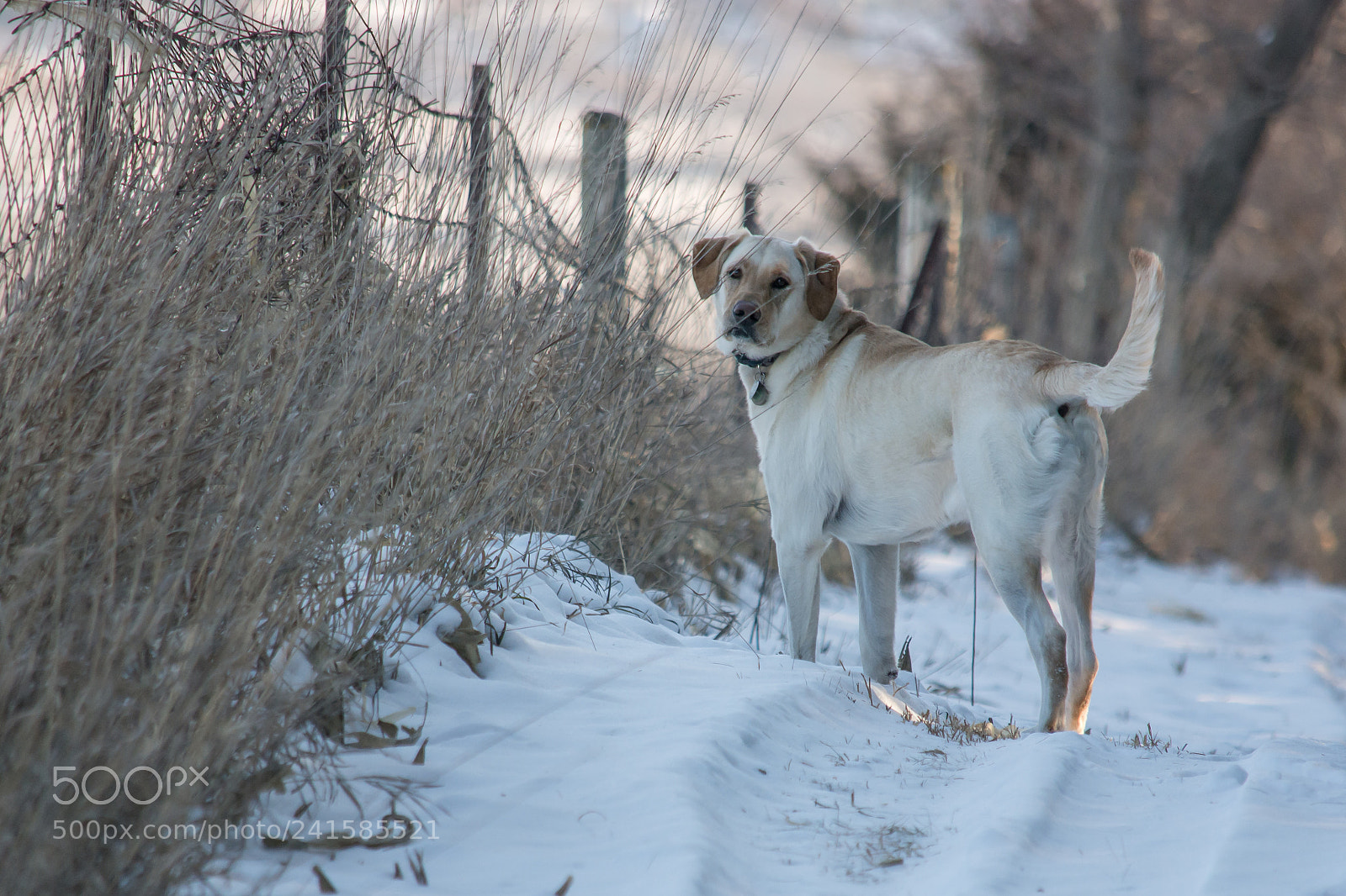 Nikon D7100 sample photo. Winter walk photography