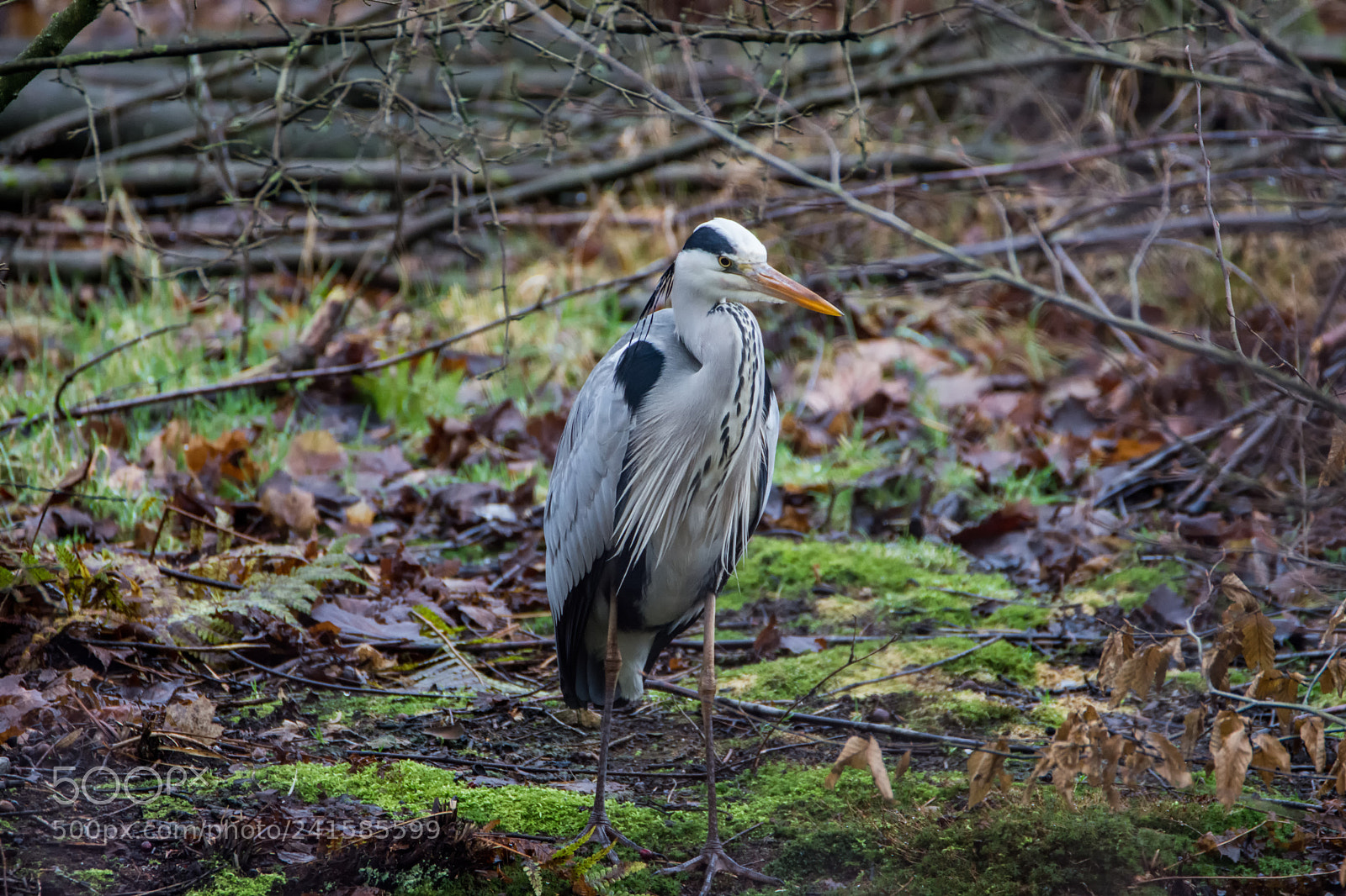 Nikon D7200 sample photo. Graureiher photography