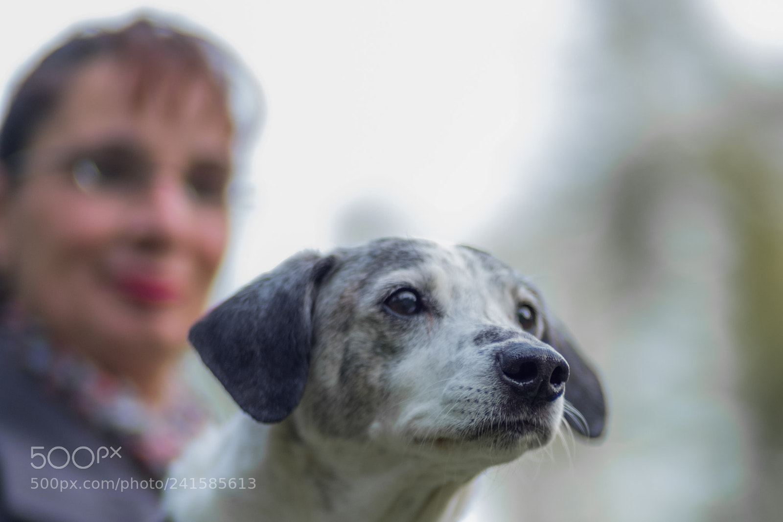 Fujifilm X-T2 sample photo. Dogs photography