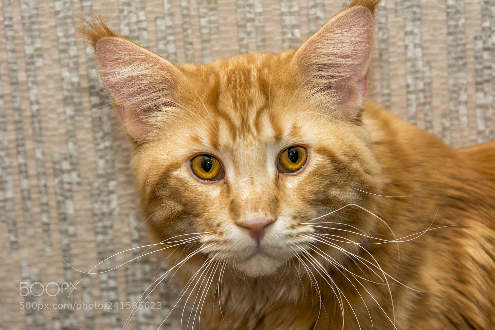 Nikon D7100 sample photo. Hey man photography