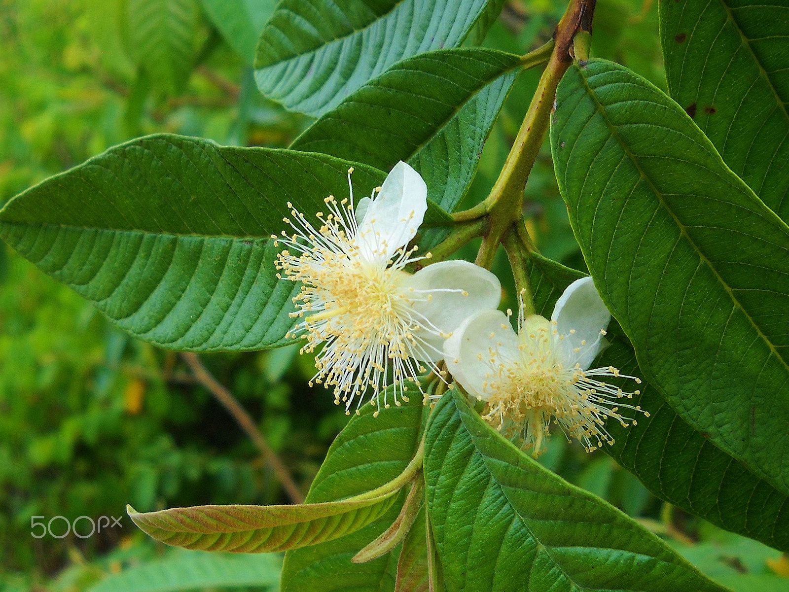 Nikon Coolpix L20 sample photo. Guava blossom photography