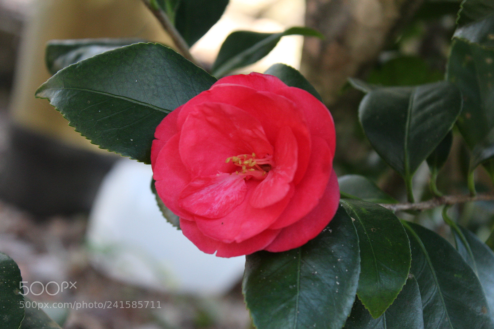 Canon EOS 1200D (EOS Rebel T5 / EOS Kiss X70 / EOS Hi) sample photo. Tparks photography