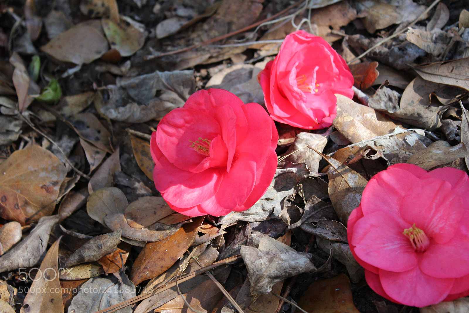 Canon EOS 1200D (EOS Rebel T5 / EOS Kiss X70 / EOS Hi) sample photo. Tparks photography