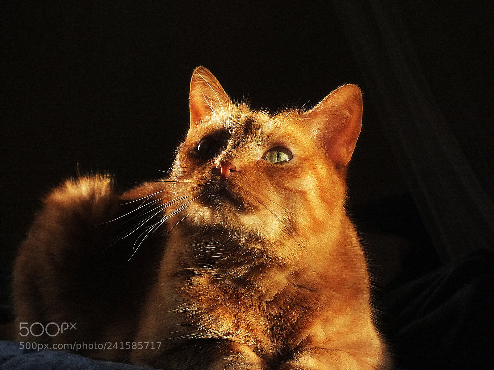 FujiFilm FinePix HS20 EXR (FinePix HS22 EXR) sample photo. Wintersun photography