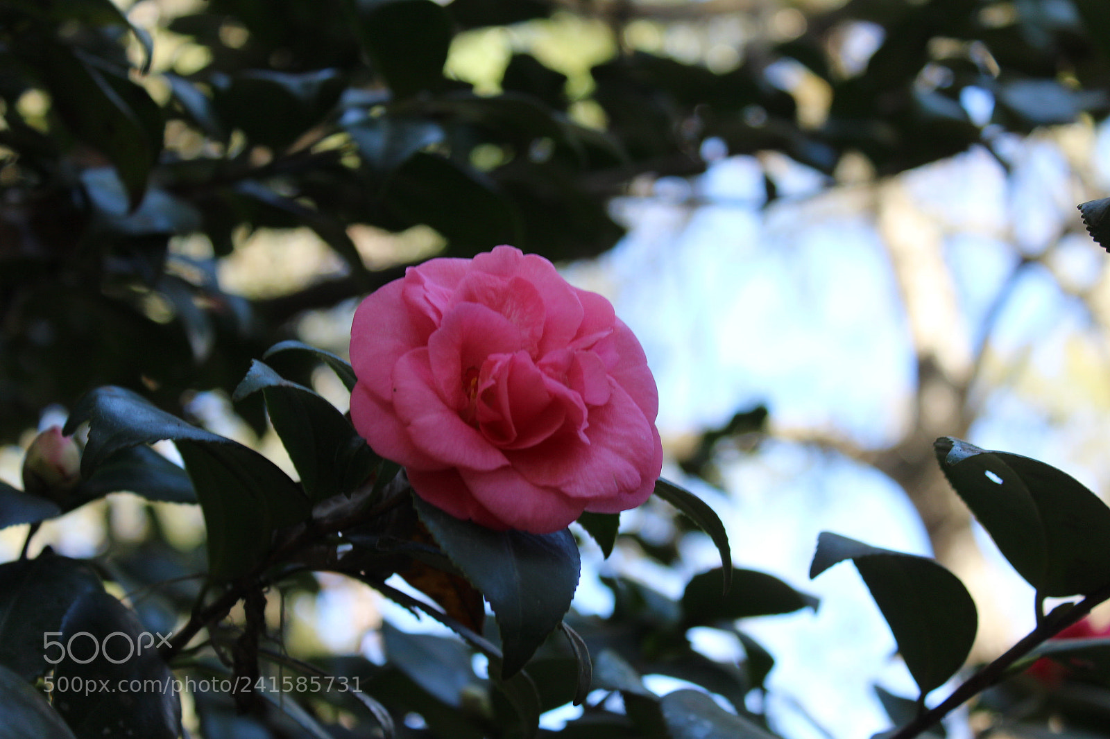 Canon EOS 1200D (EOS Rebel T5 / EOS Kiss X70 / EOS Hi) sample photo. Tparks photography