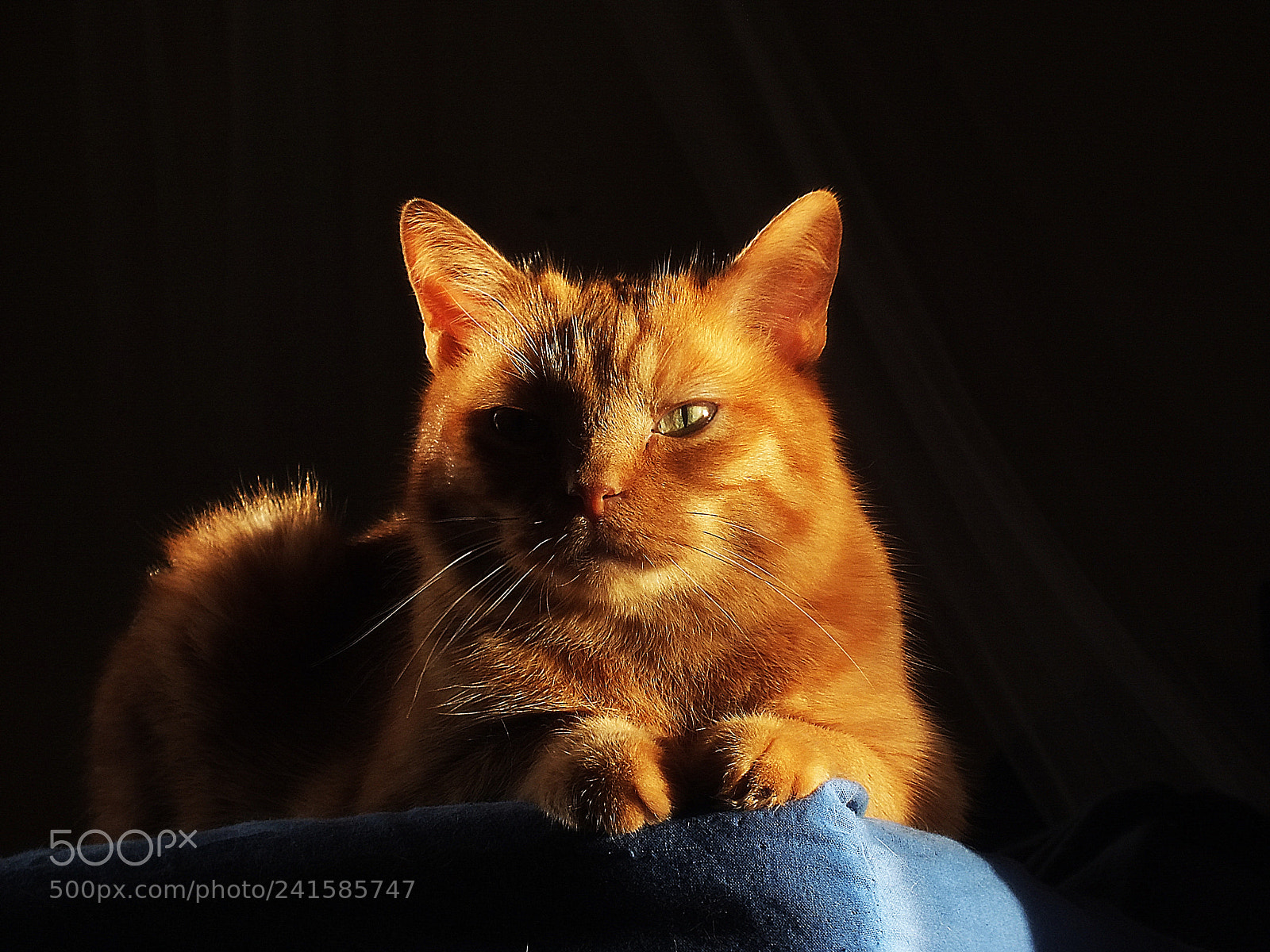 FujiFilm FinePix HS20 EXR (FinePix HS22 EXR) sample photo. Wintersun photography