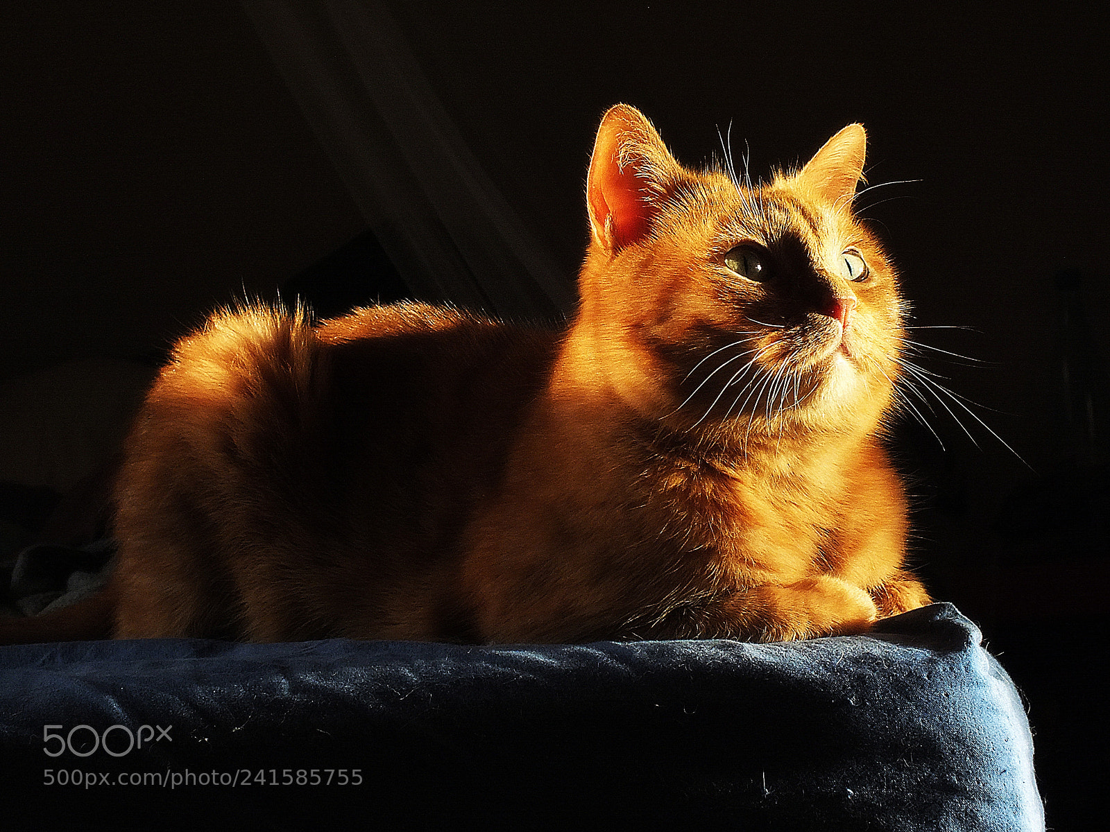FujiFilm FinePix HS20 EXR (FinePix HS22 EXR) sample photo. Wintersun photography