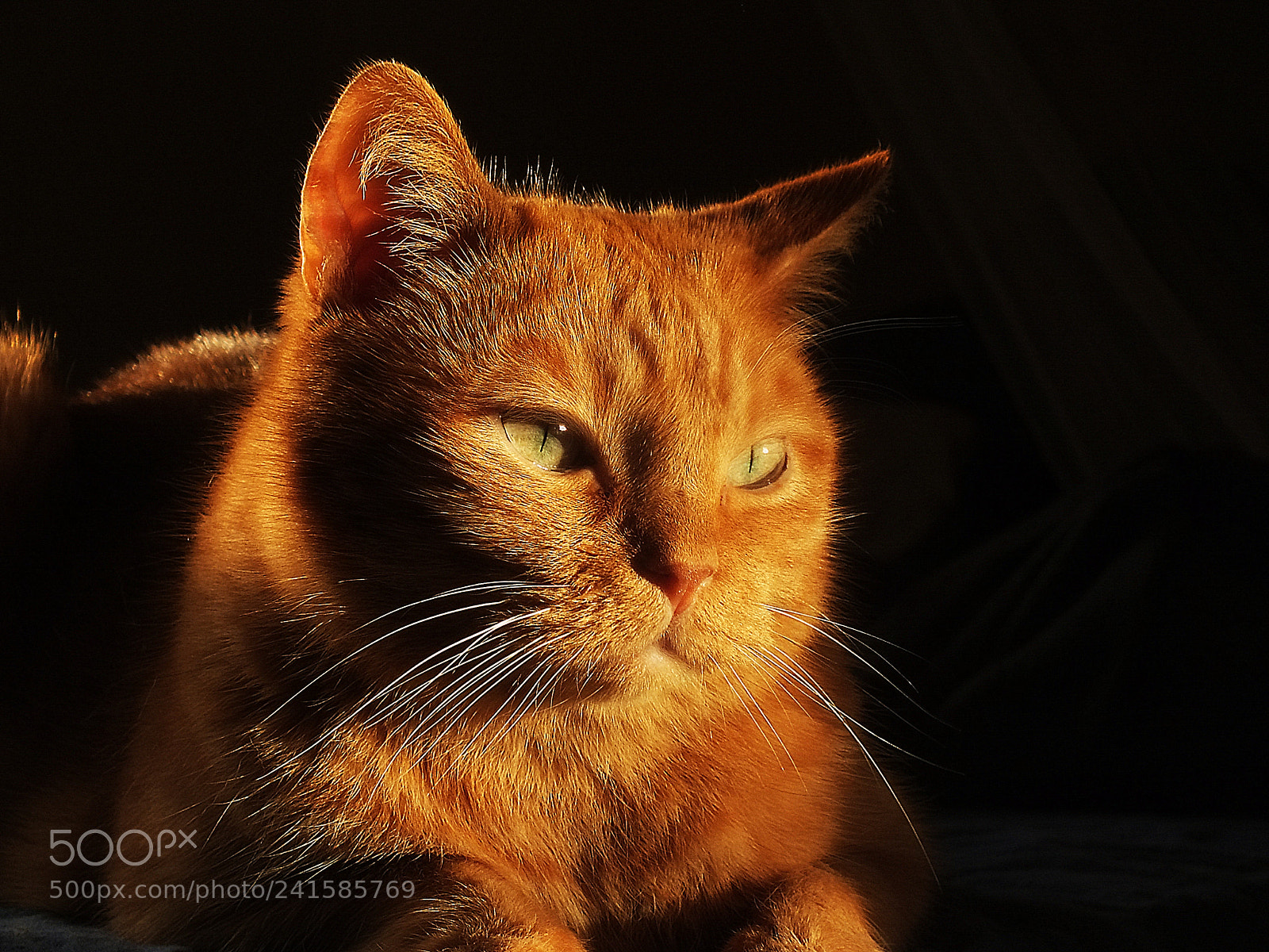 FujiFilm FinePix HS20 EXR (FinePix HS22 EXR) sample photo. Wintersun photography