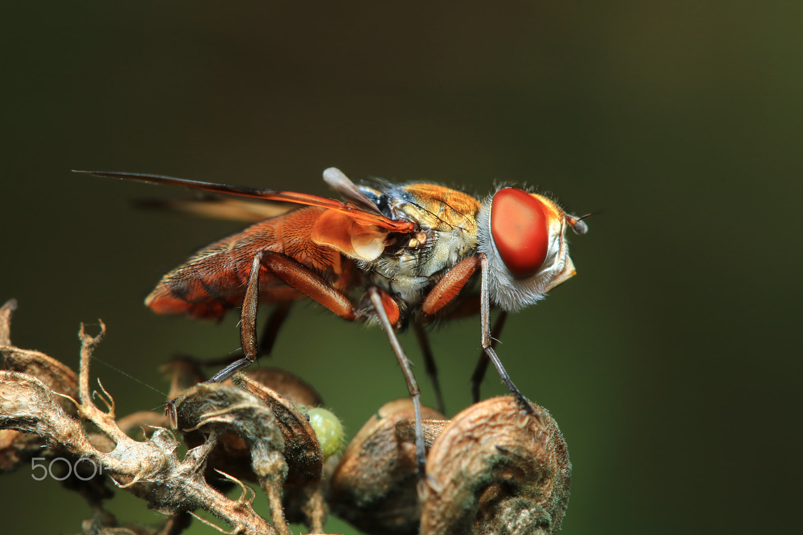 Canon EF 100mm F2.8 Macro USM sample photo. Mosca photography