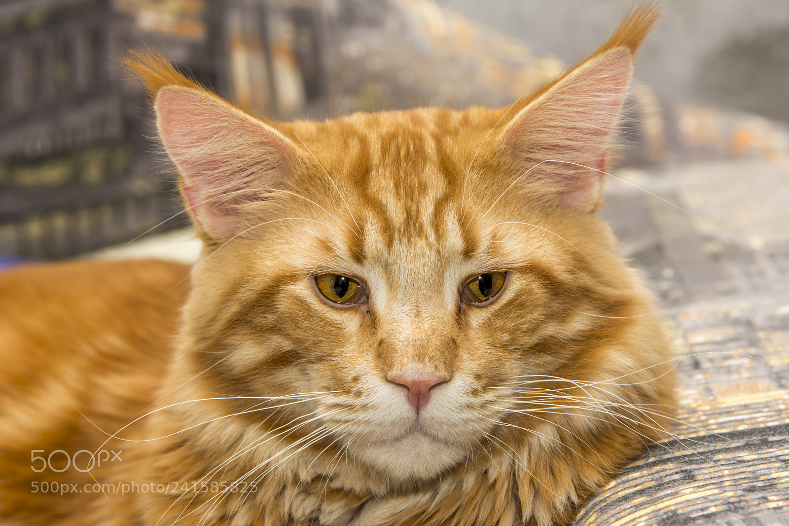 Nikon D7100 sample photo. Let me sleep photography