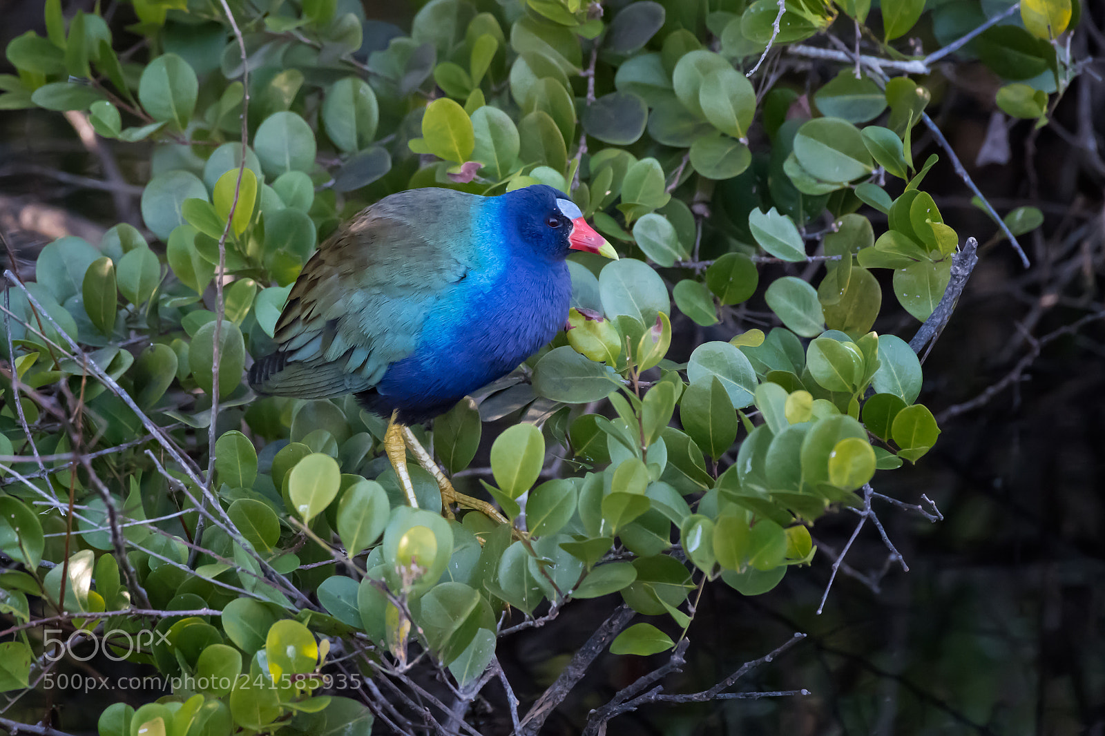 Nikon D5 sample photo. Purple gallinule photography