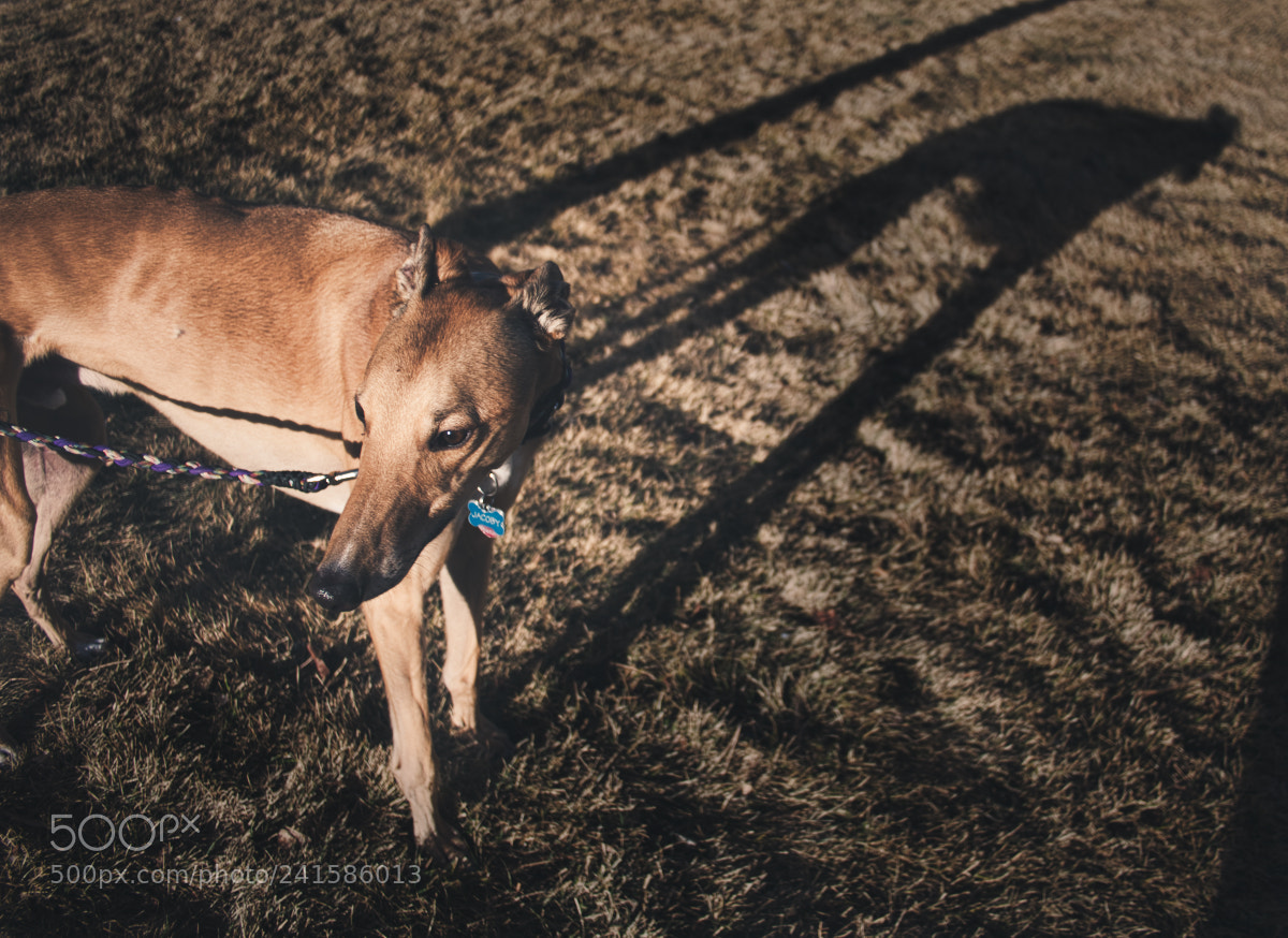 Panasonic Lumix DMC-GX8 sample photo. Greyhound shadow 1, 2017 photography