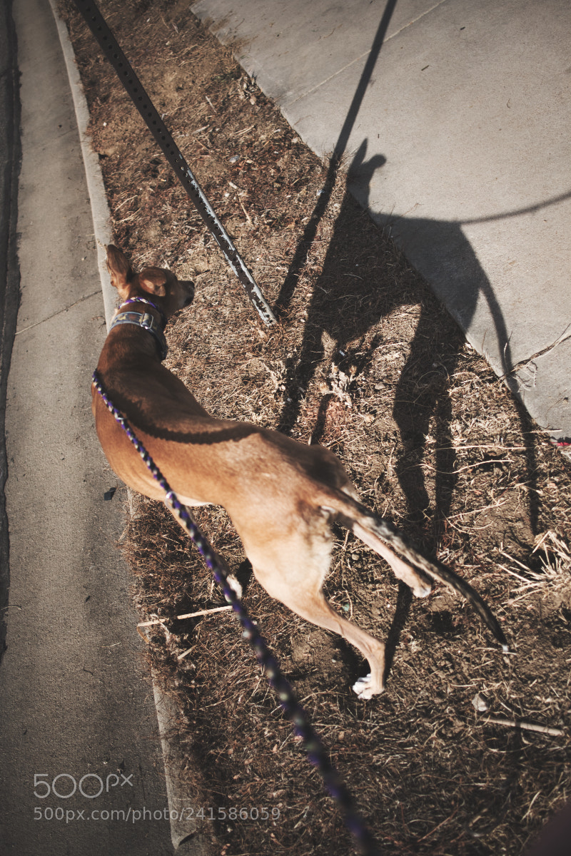 Fujifilm X-Pro2 sample photo. Greyhound shadow 2, 2017 photography