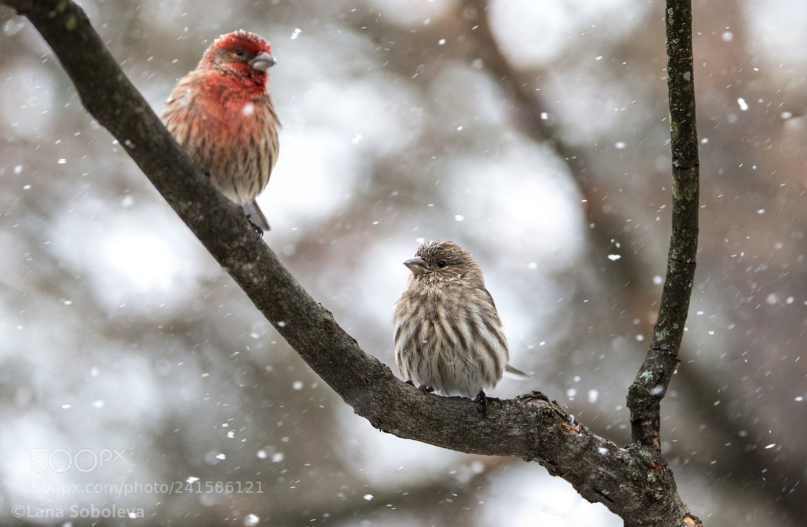 Canon EOS-1D X sample photo. Finches in a snowstorm photography