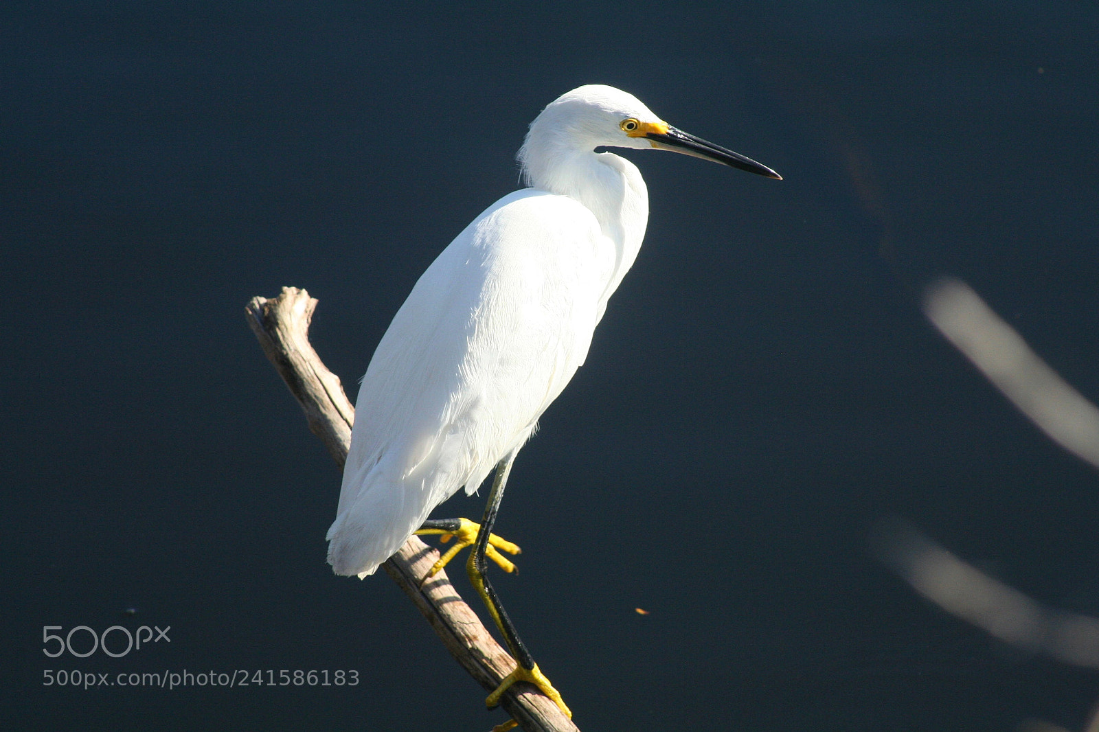Canon EOS 350D (EOS Digital Rebel XT / EOS Kiss Digital N) sample photo. White egret perching on photography