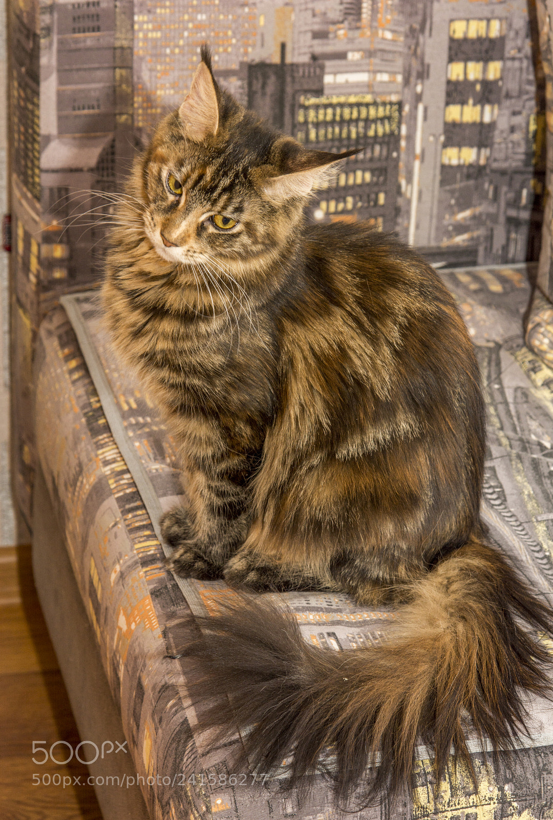 Nikon D7100 sample photo. мy poor tail photography