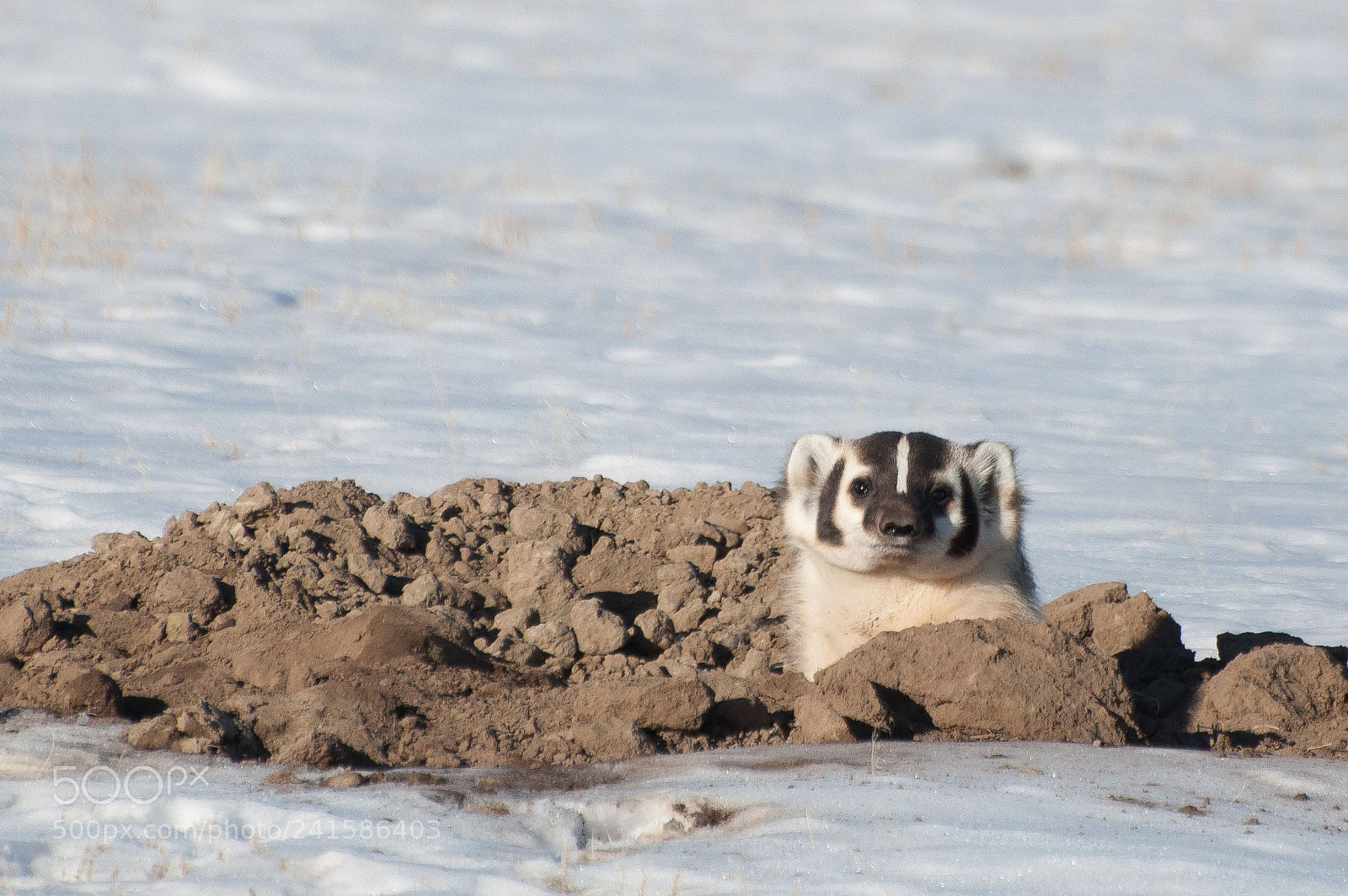 Nikon D90 sample photo. Wyomng badger photography