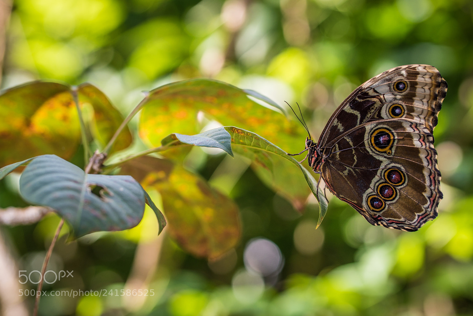 Sony a7S sample photo. Wing details on a photography