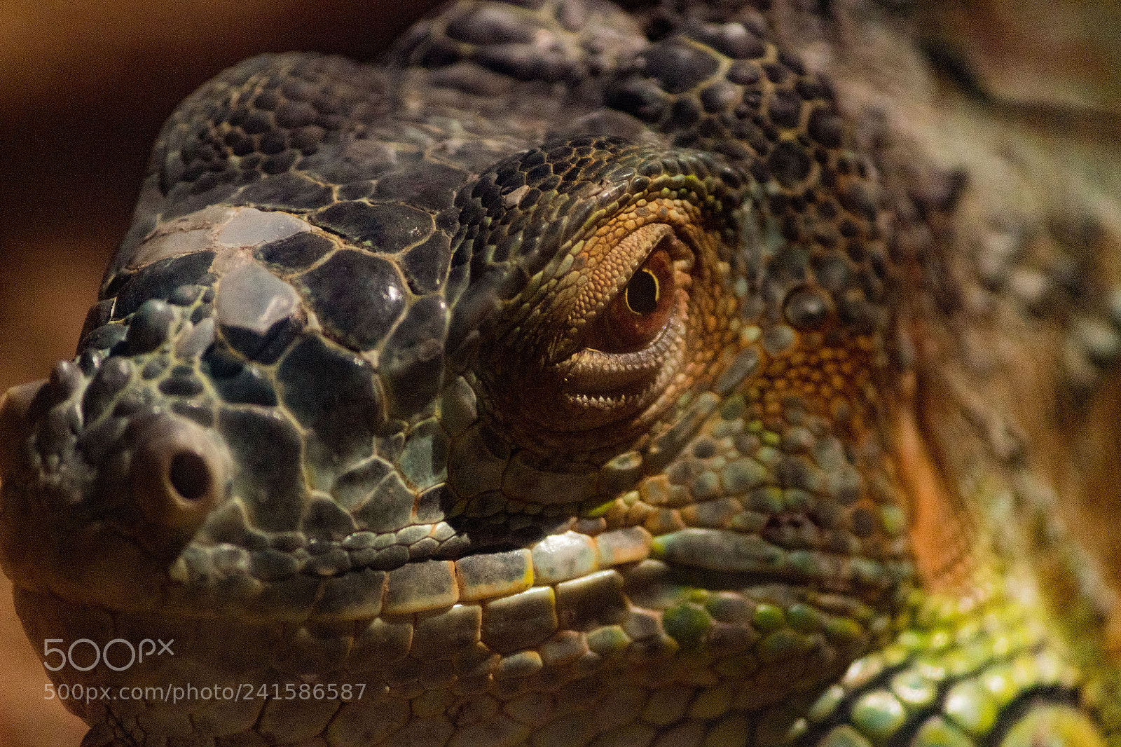 Canon EOS 1300D (EOS Rebel T6 / EOS Kiss X80) sample photo. Reptile - lizard photography