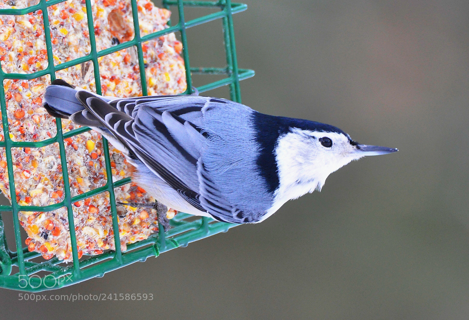 Nikon D90 sample photo. Nuthatch photography