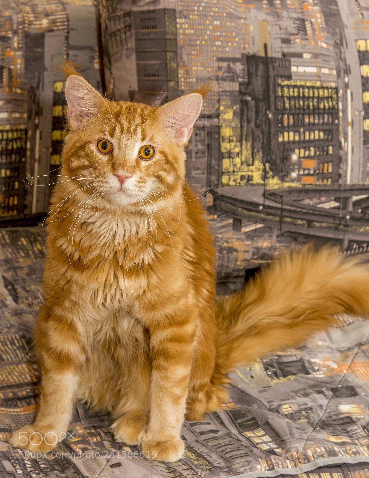 Nikon D7100 sample photo. Don't mess with me photography