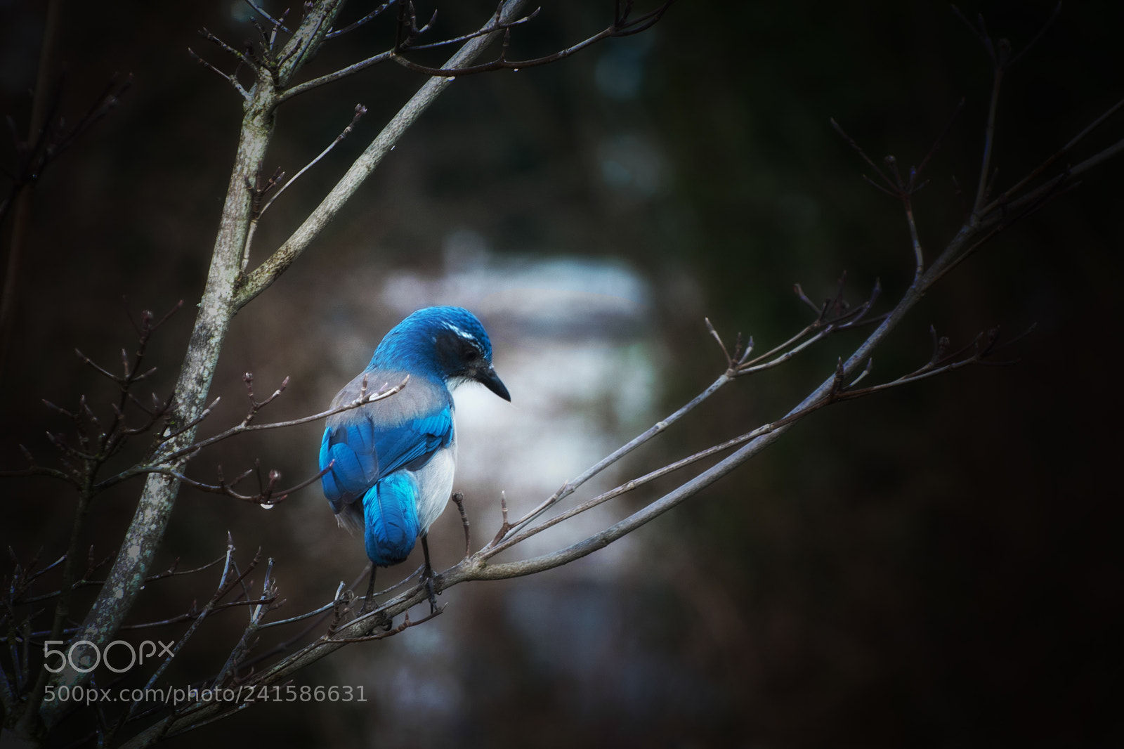 Nikon D7200 sample photo. Blue jay photography