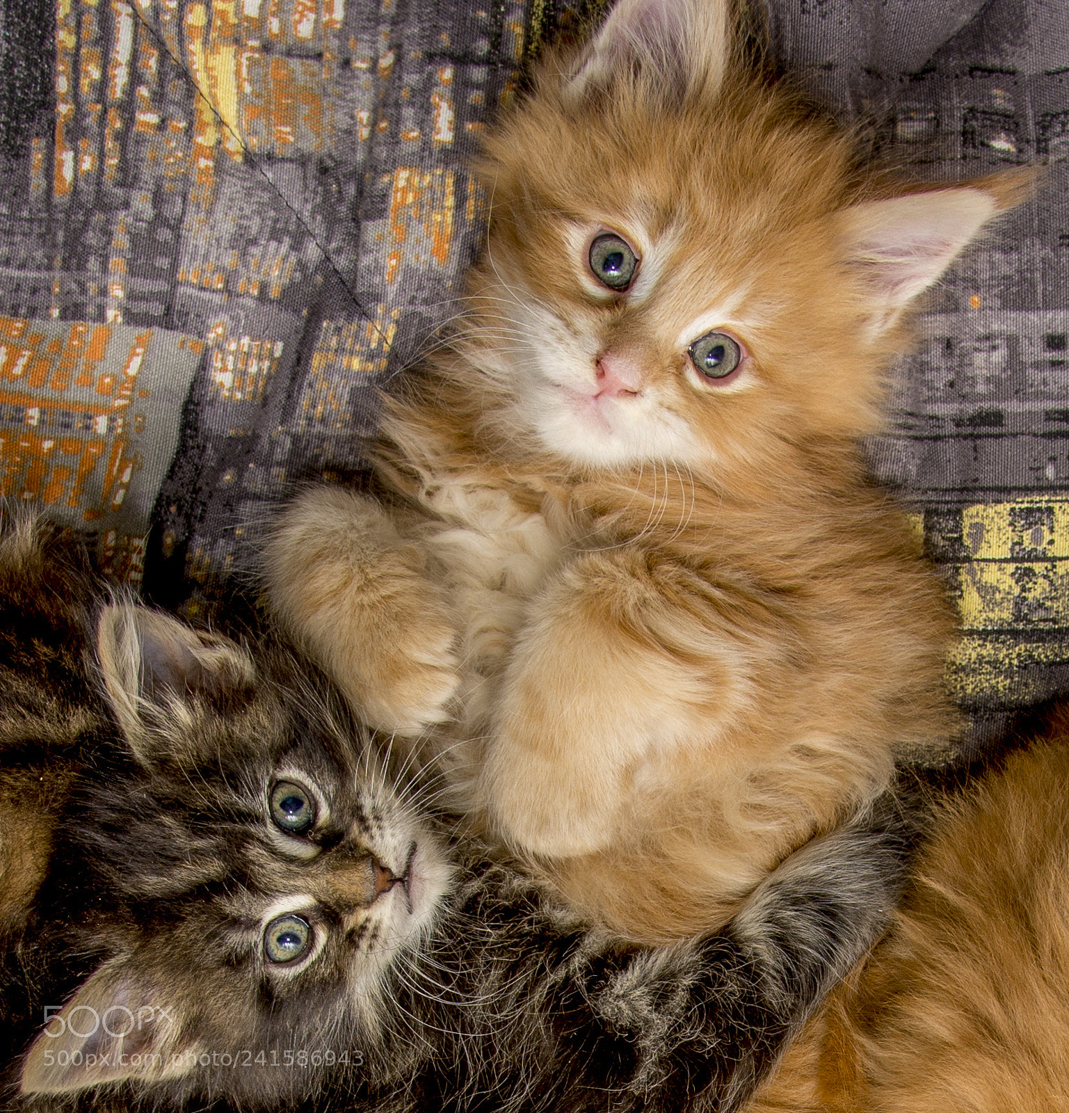 Nikon D7100 sample photo. Come play with me photography