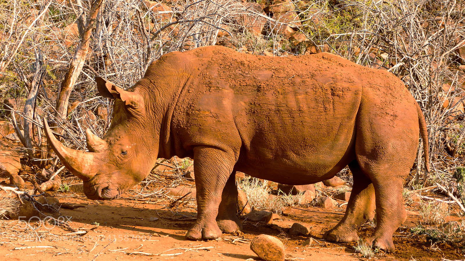 Panasonic DMC-TZ71 sample photo. Rhino at dusk photography