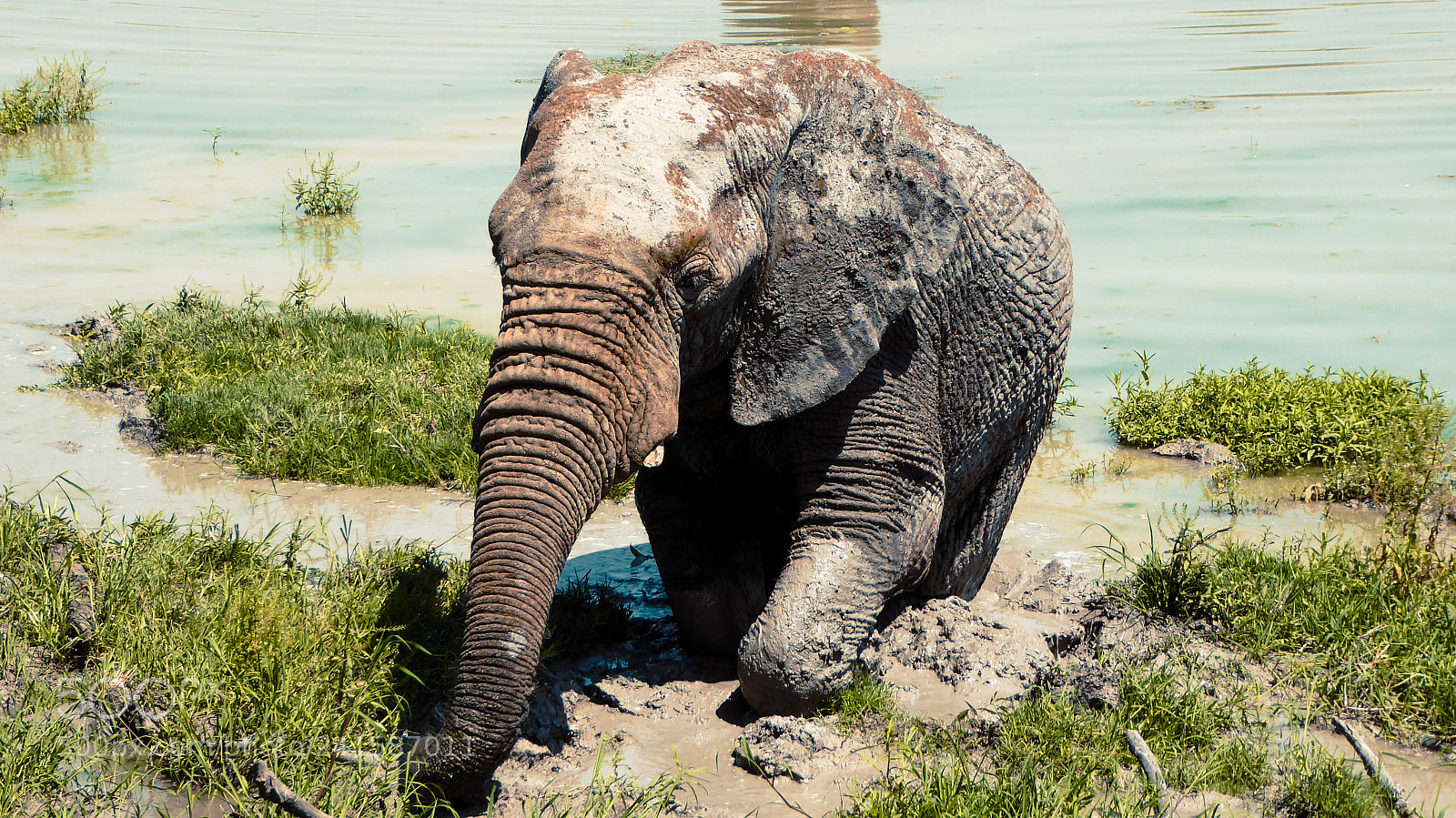 Panasonic DMC-TZ71 sample photo. Drinking elephant photography