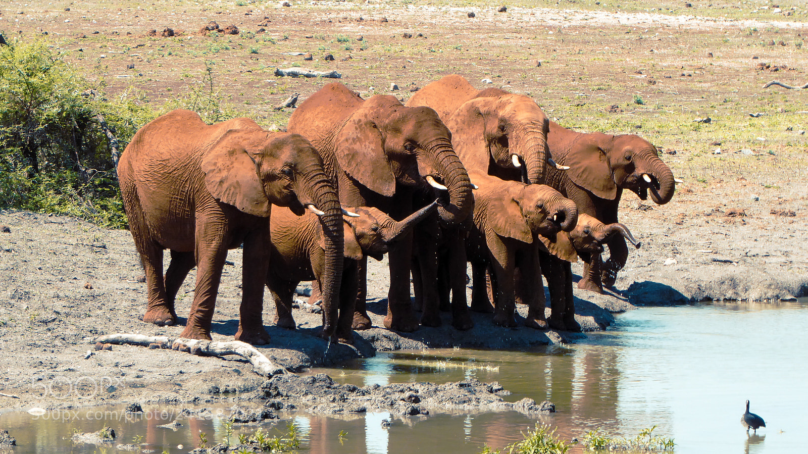 Panasonic DMC-TZ71 sample photo. Elephant family photography