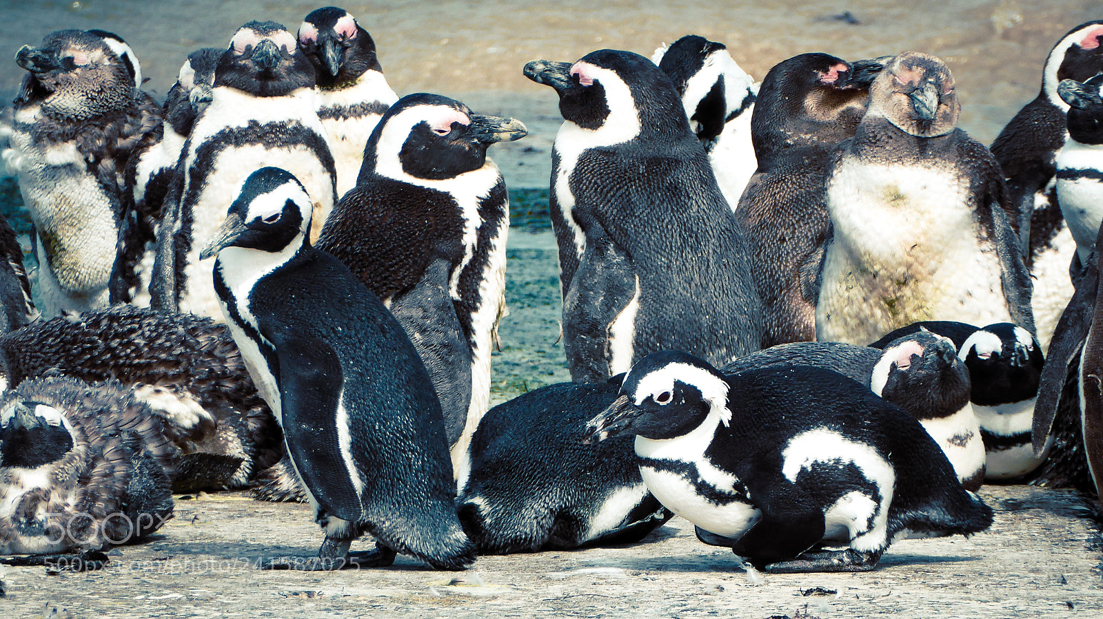 Panasonic DMC-TZ71 sample photo. Penguins photography