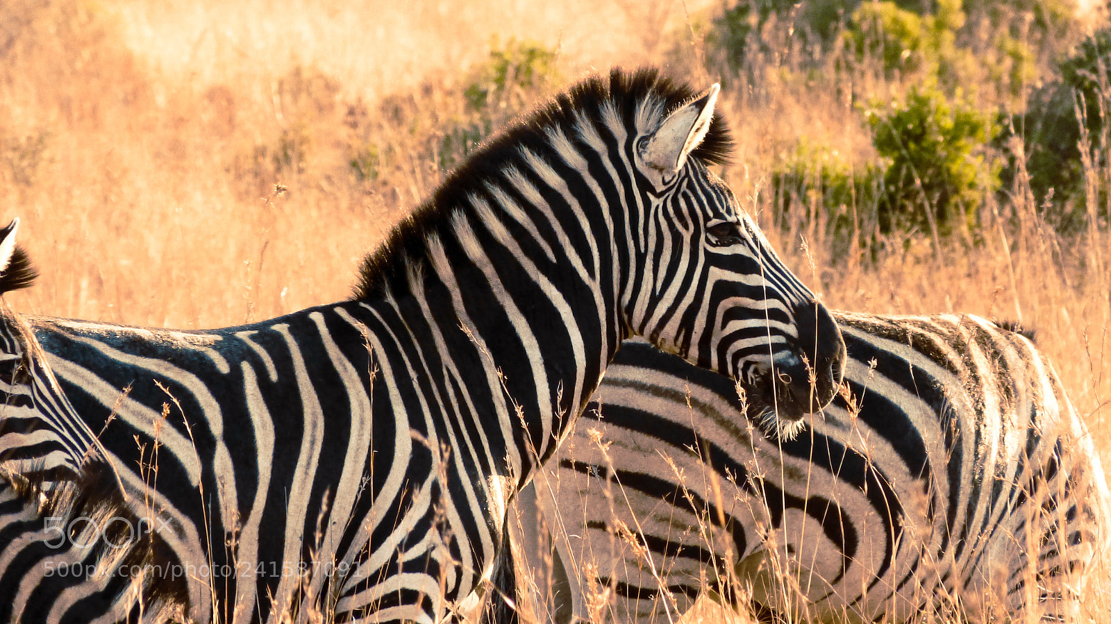 Panasonic Lumix DMC-FZ150 sample photo. Zebra photography
