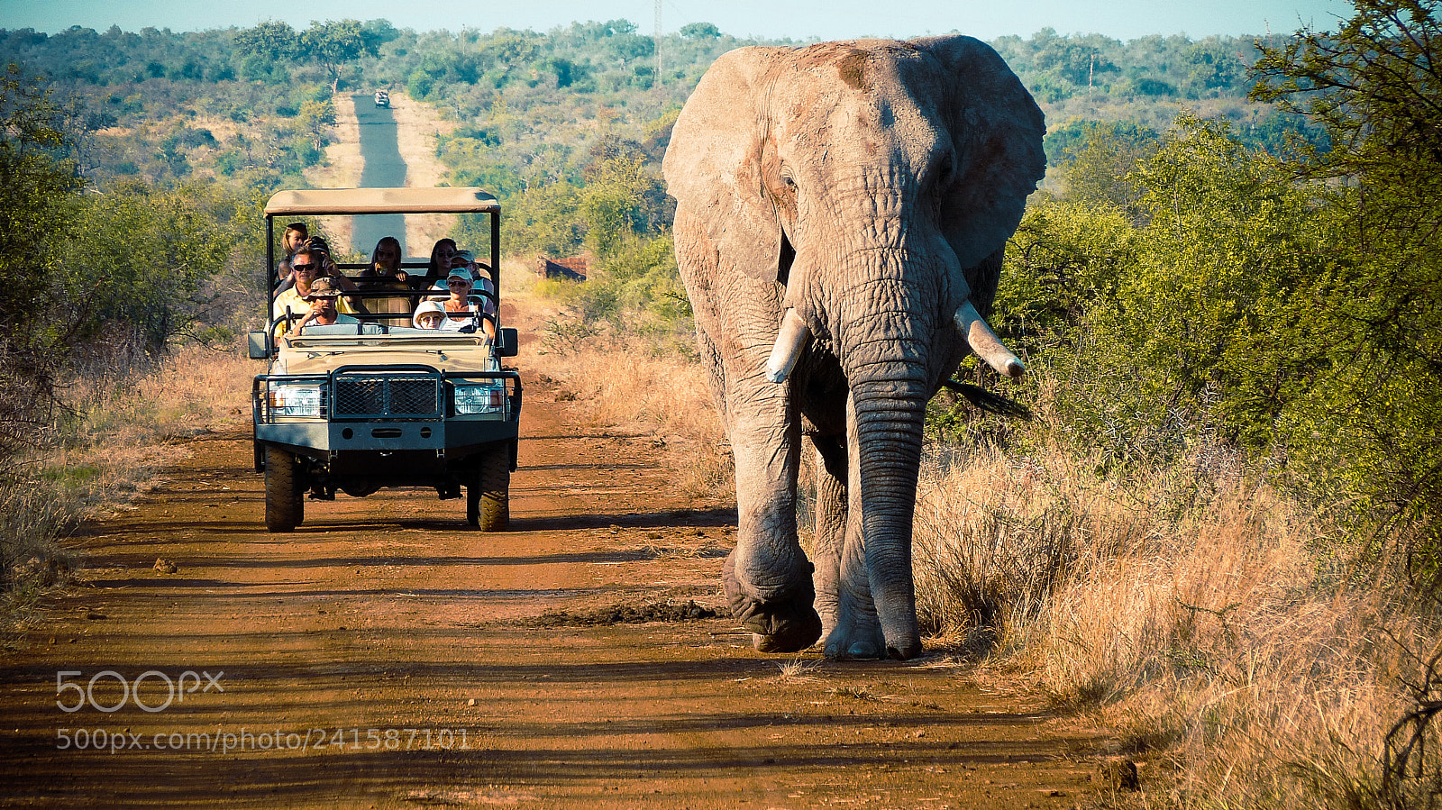 Panasonic Lumix DMC-FZ150 sample photo. Driving with the elephants photography