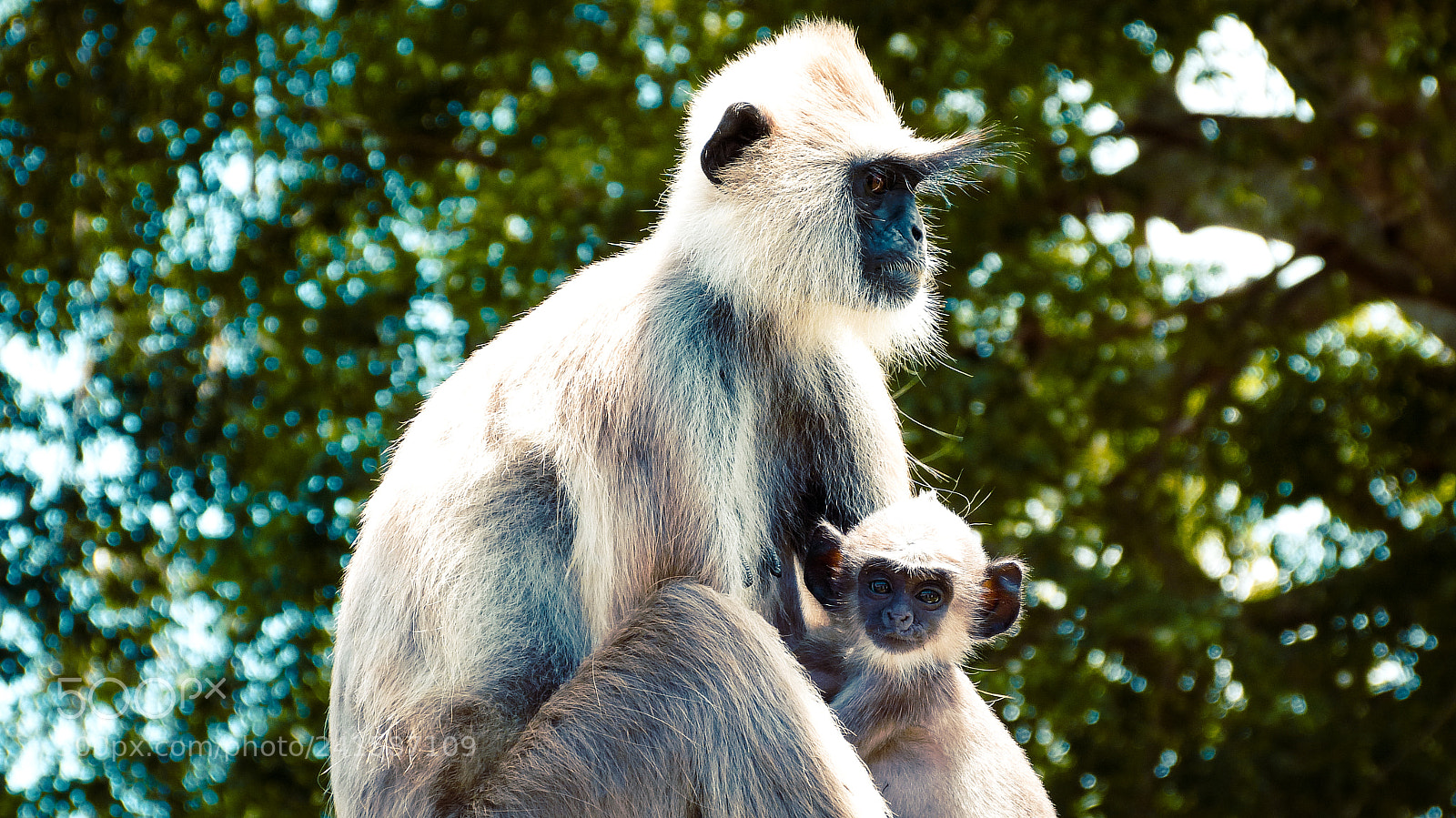 Panasonic Lumix DMC-FZ150 sample photo. Monkeys photography
