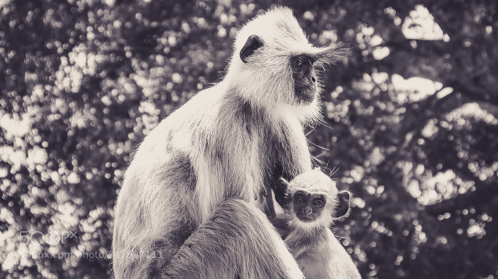 Panasonic Lumix DMC-FZ150 sample photo. Black & white monkeys photography