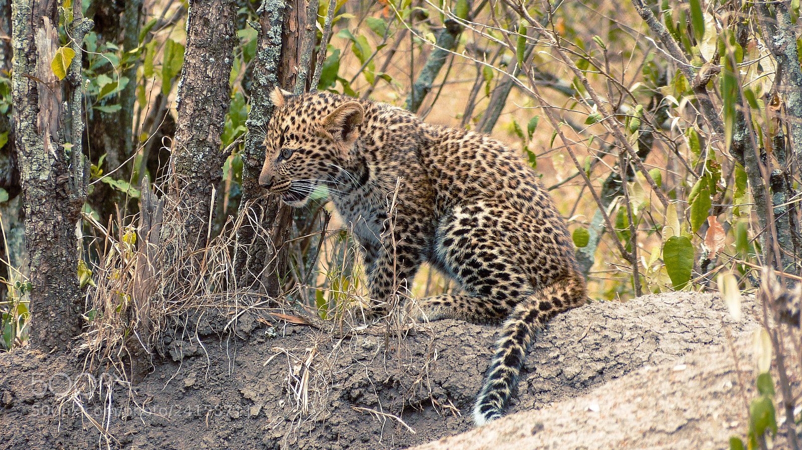 Panasonic Lumix DMC-FZ150 sample photo. Leopard cub photography