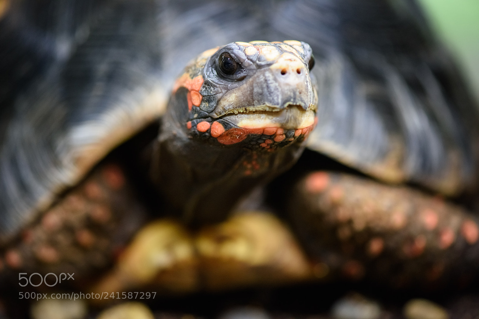Nikon D810 sample photo. Chelonoidis carbonaria photography