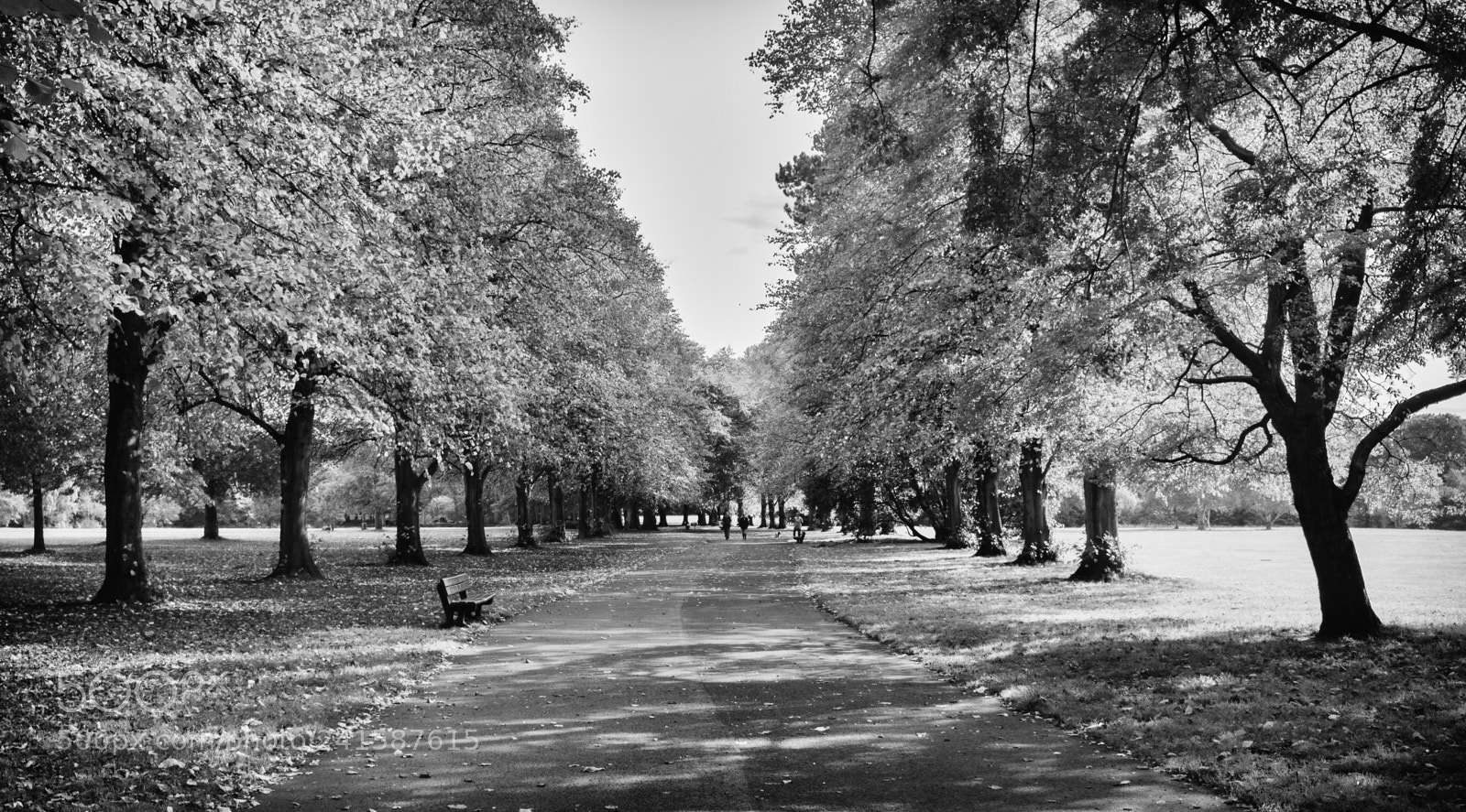 Canon EOS 750D (EOS Rebel T6i / EOS Kiss X8i) sample photo. Mono trees photography