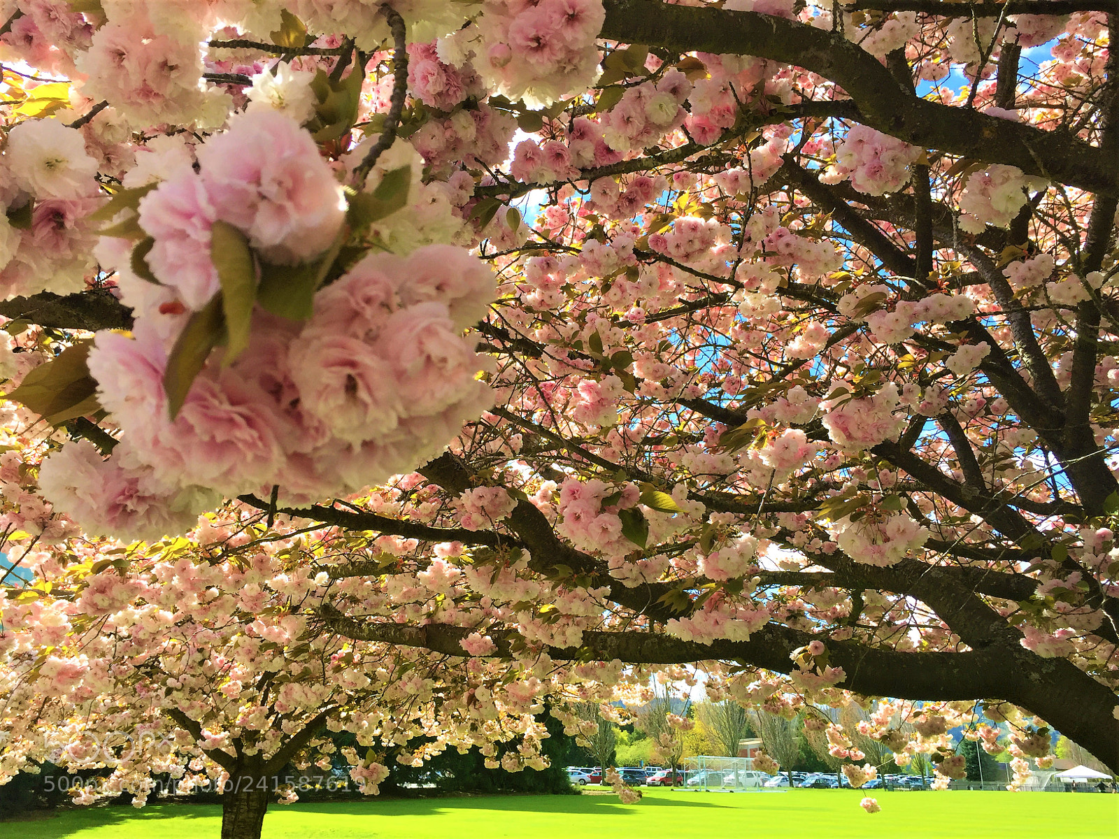 Apple iPhone 6 sample photo. Flower photography