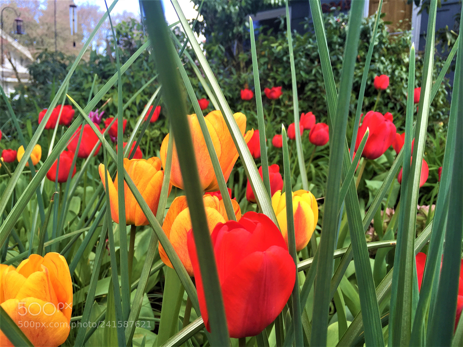 Apple iPhone 6 sample photo. Flowers photography