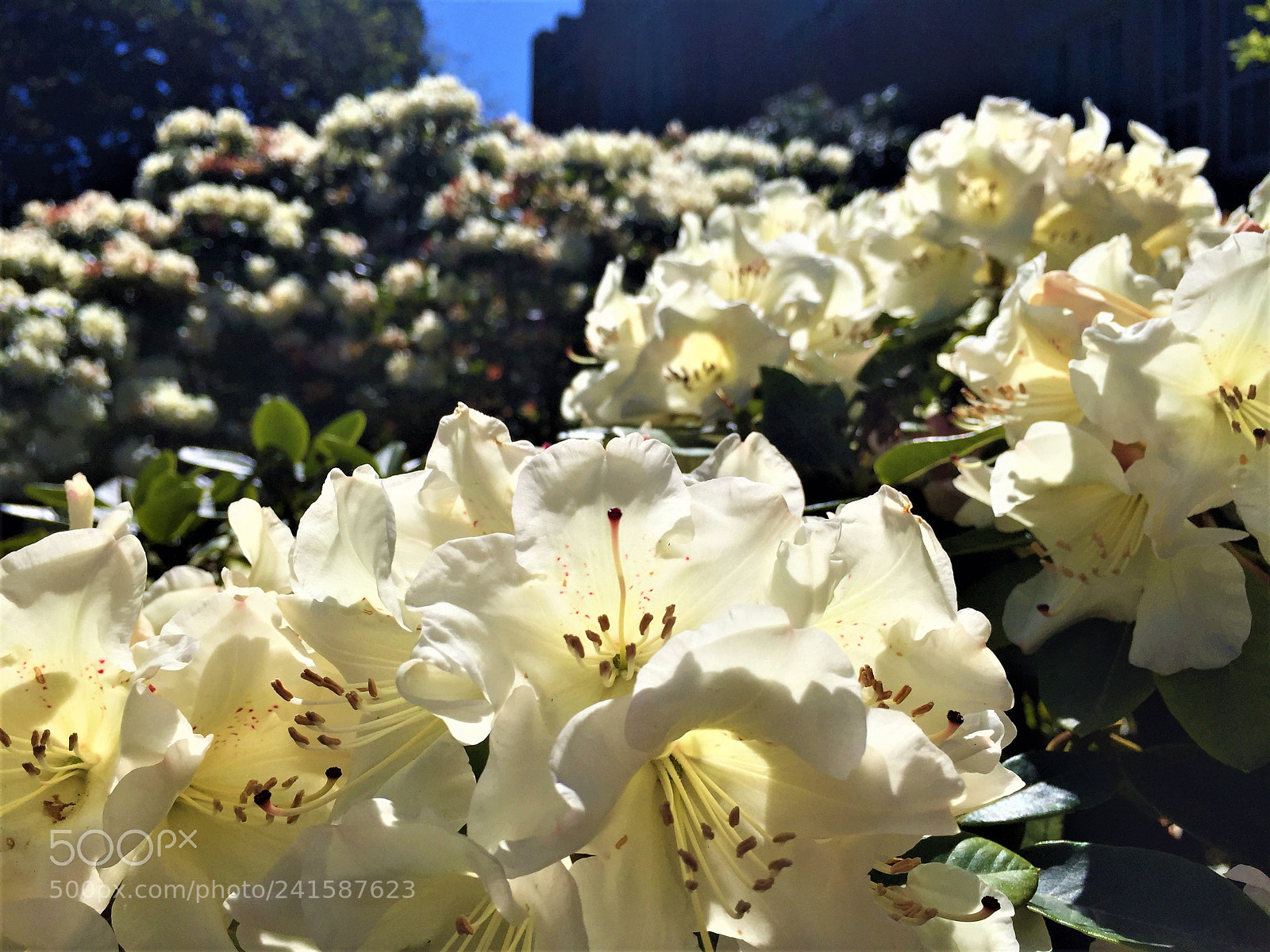 Apple iPhone 6 sample photo. Flowers photography