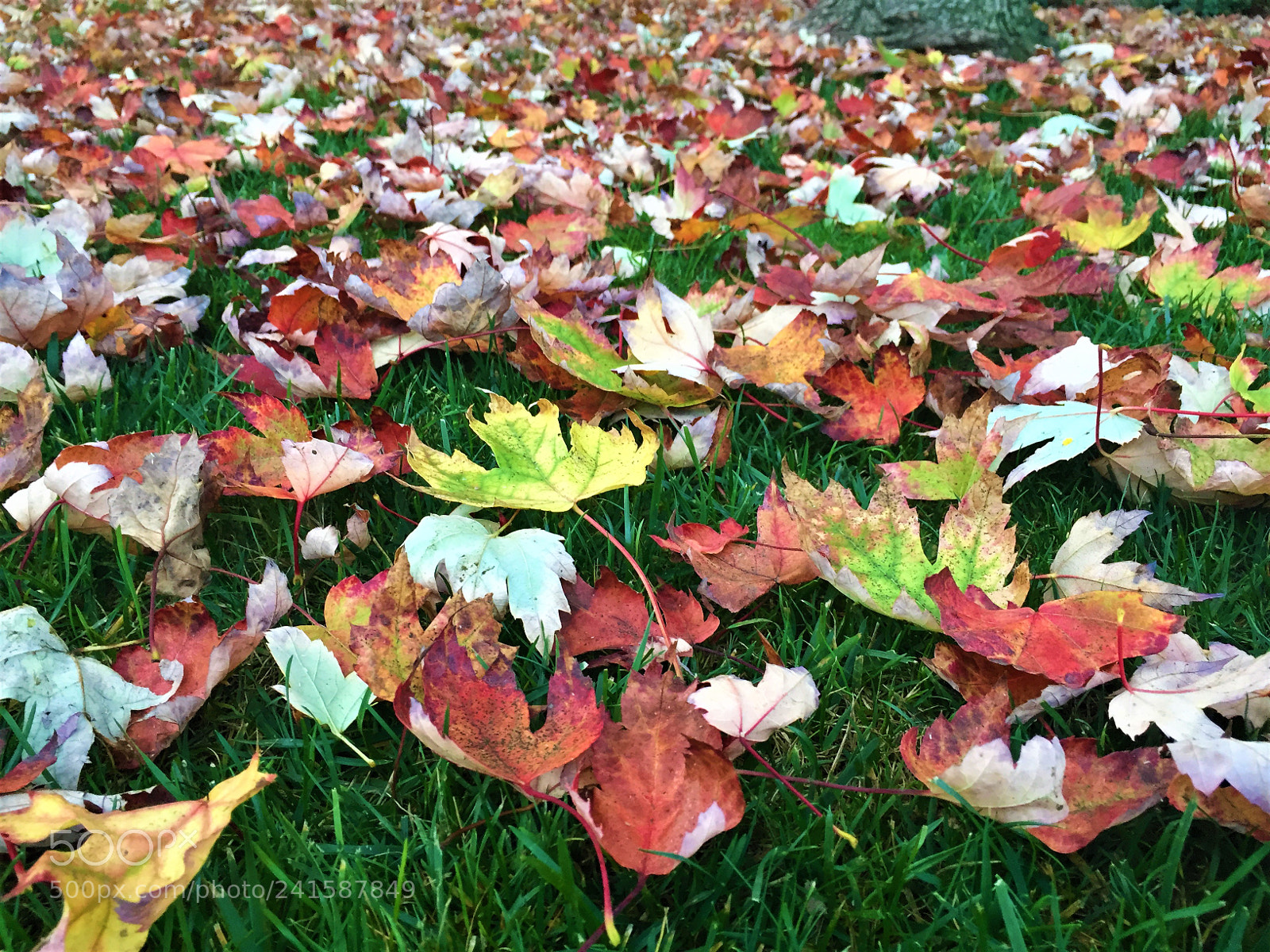 Apple iPhone 6 sample photo. Leaves photography