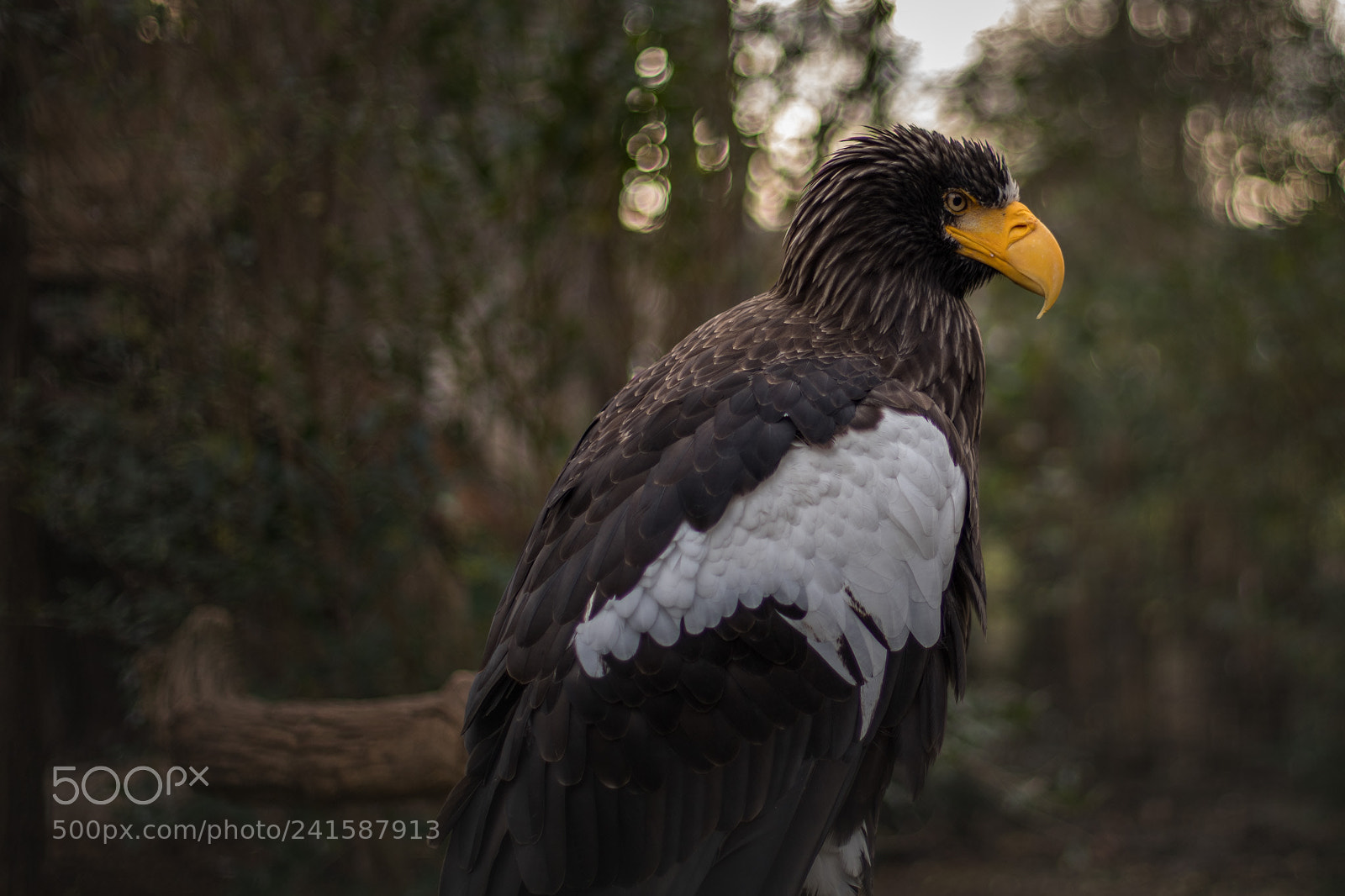 Canon EOS 6D Mark II sample photo. Eastern eagle photography