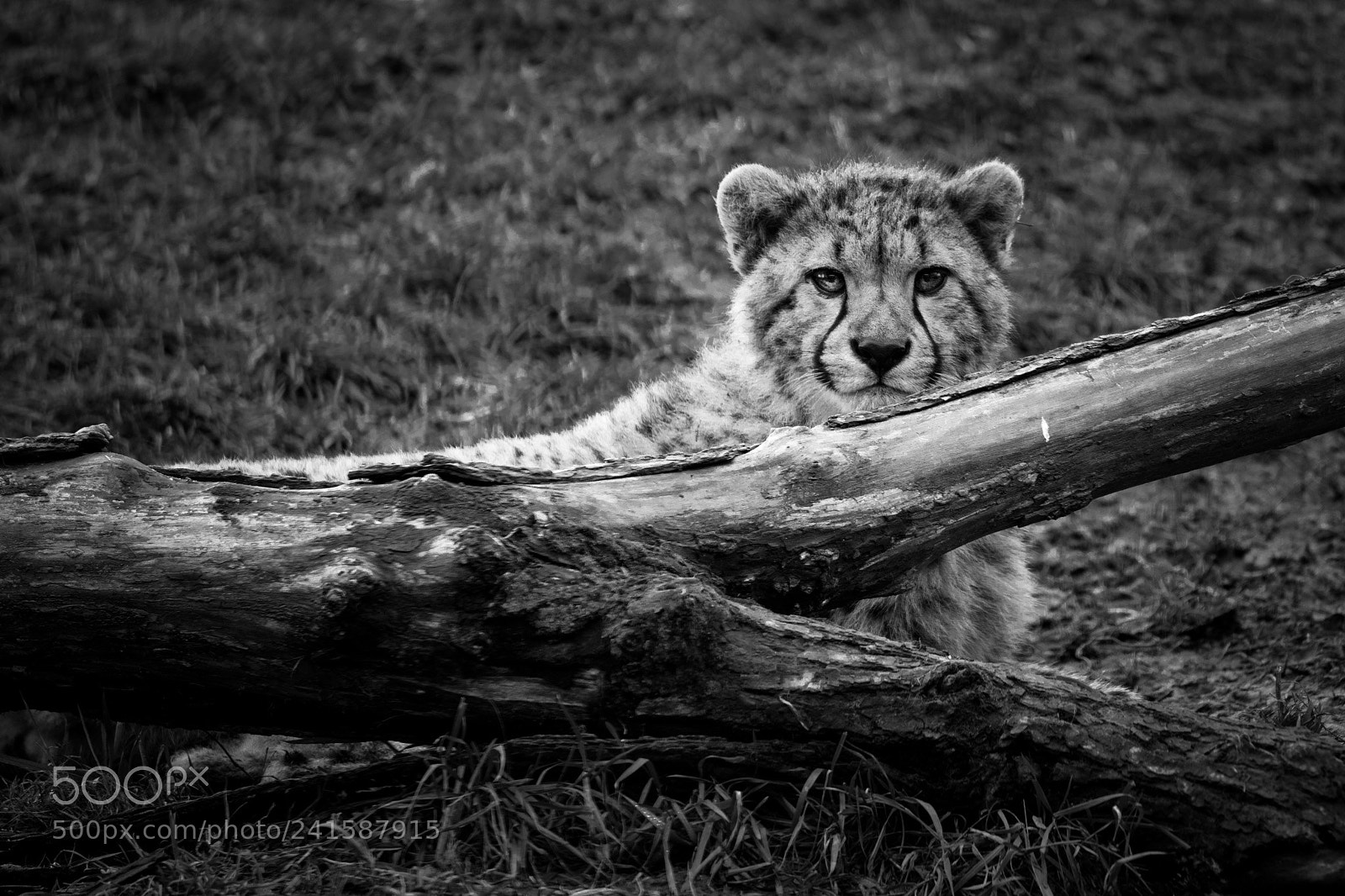 Canon EOS 6D Mark II sample photo. Cheetah cub photography