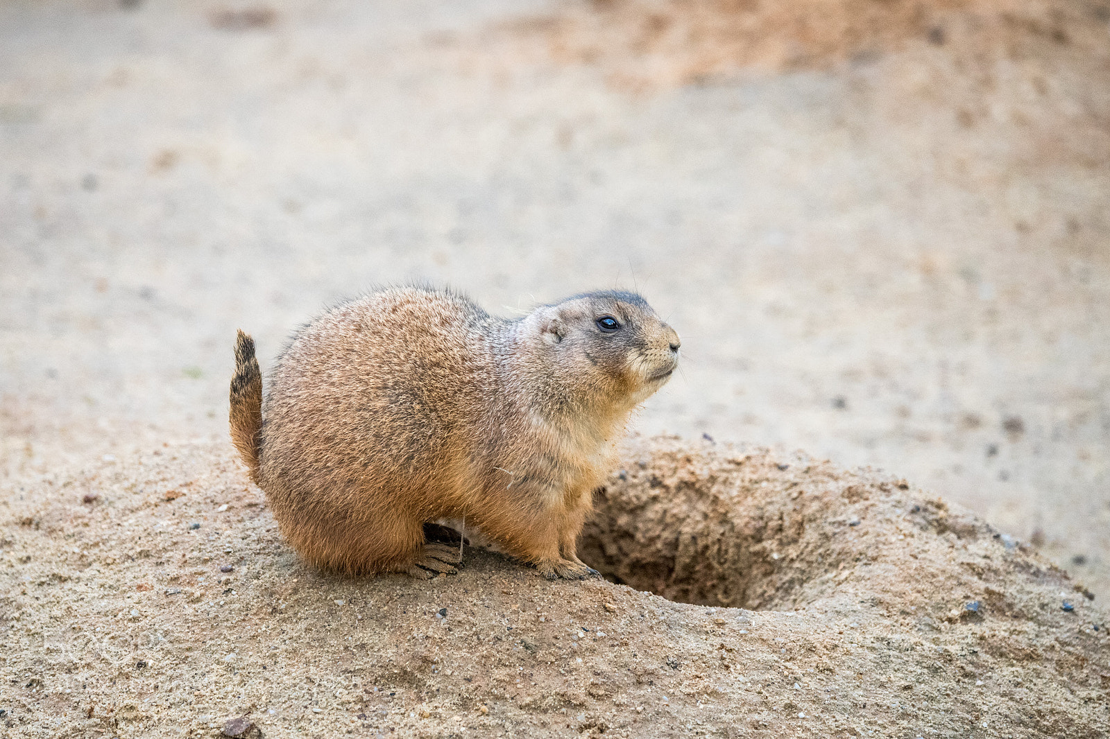 Canon EOS 6D Mark II sample photo. Marmot photography