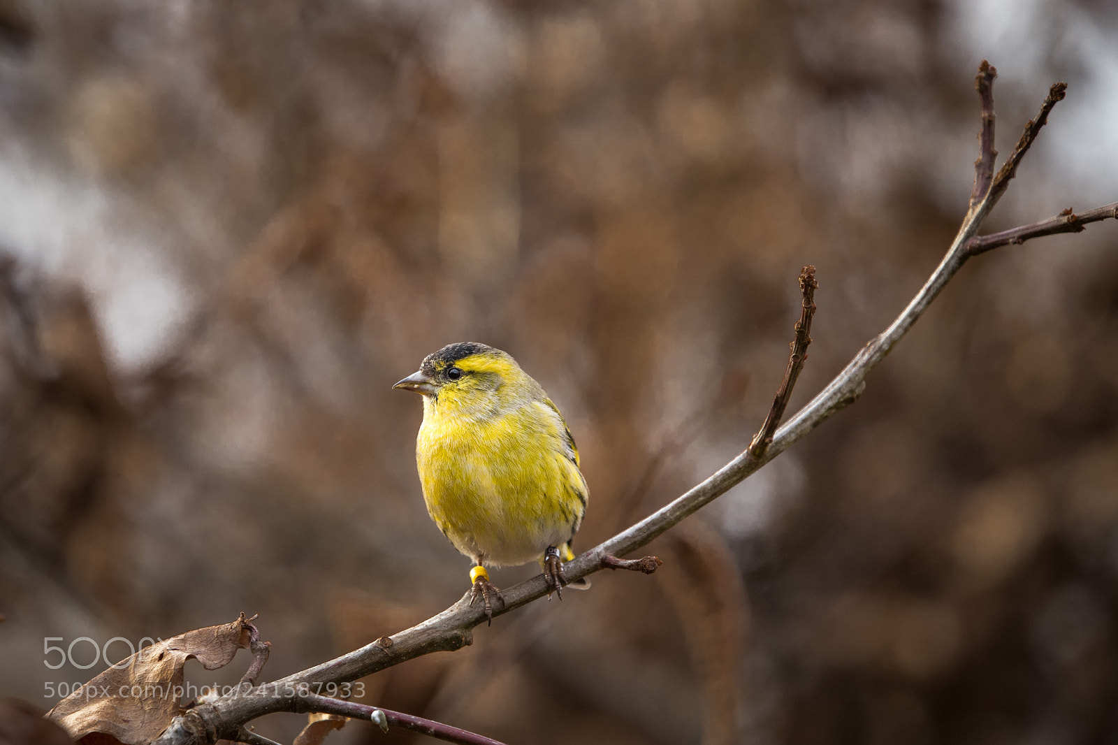 Canon EOS 6D Mark II sample photo. European greenfinch photography