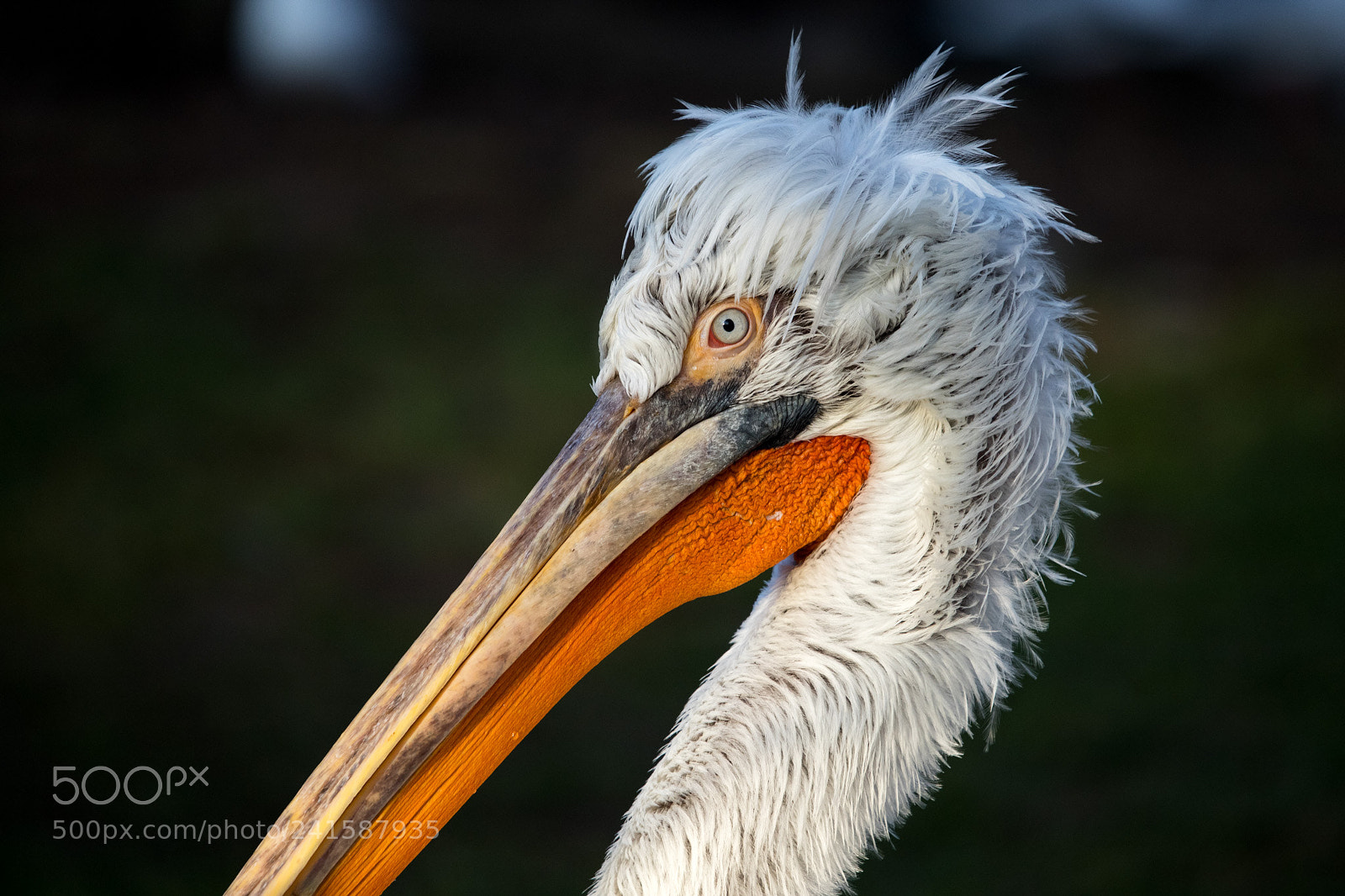 Canon EOS 6D Mark II sample photo. Pelican portrait photography