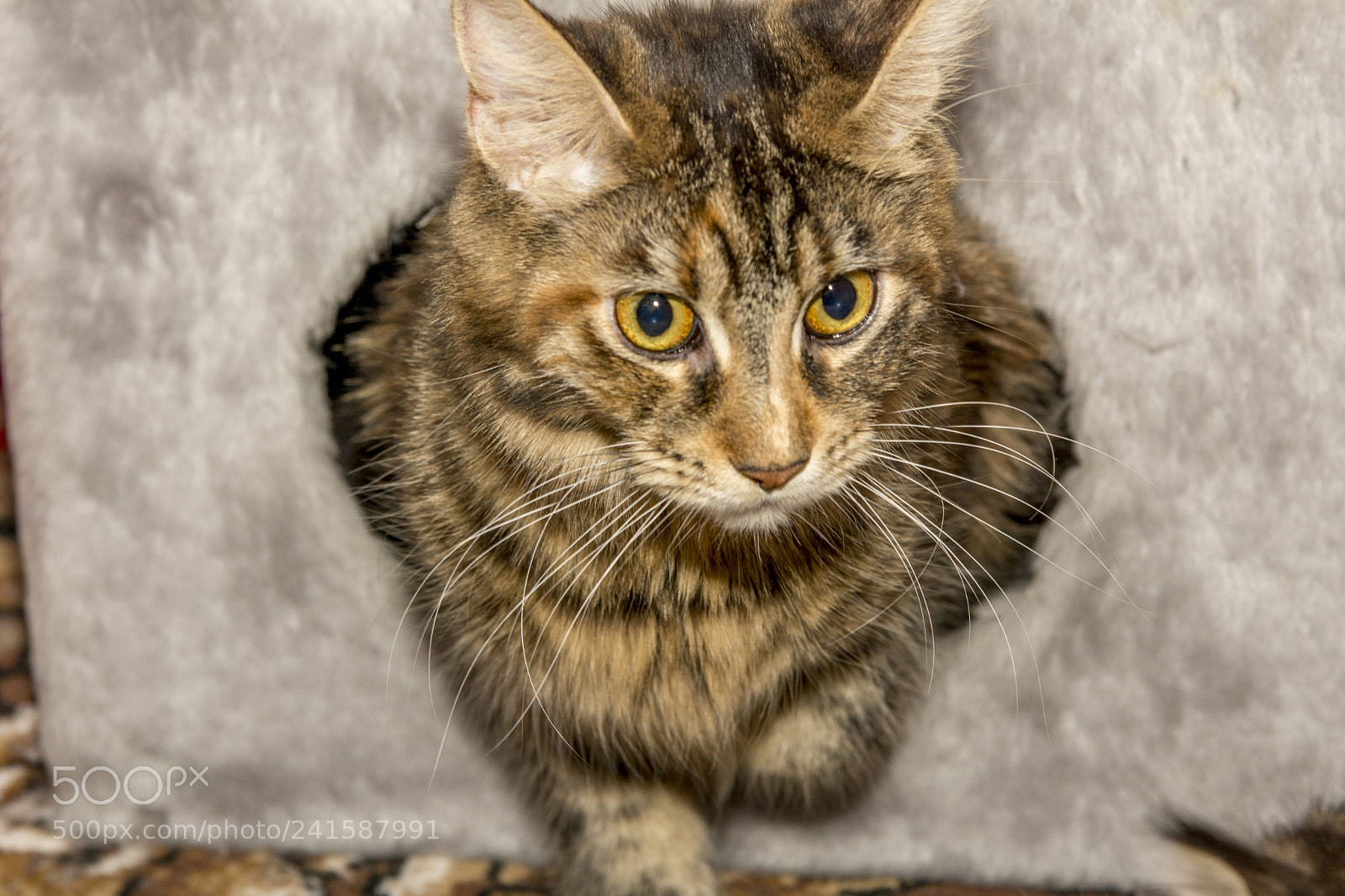 Nikon D7100 sample photo. The mommy cat photography