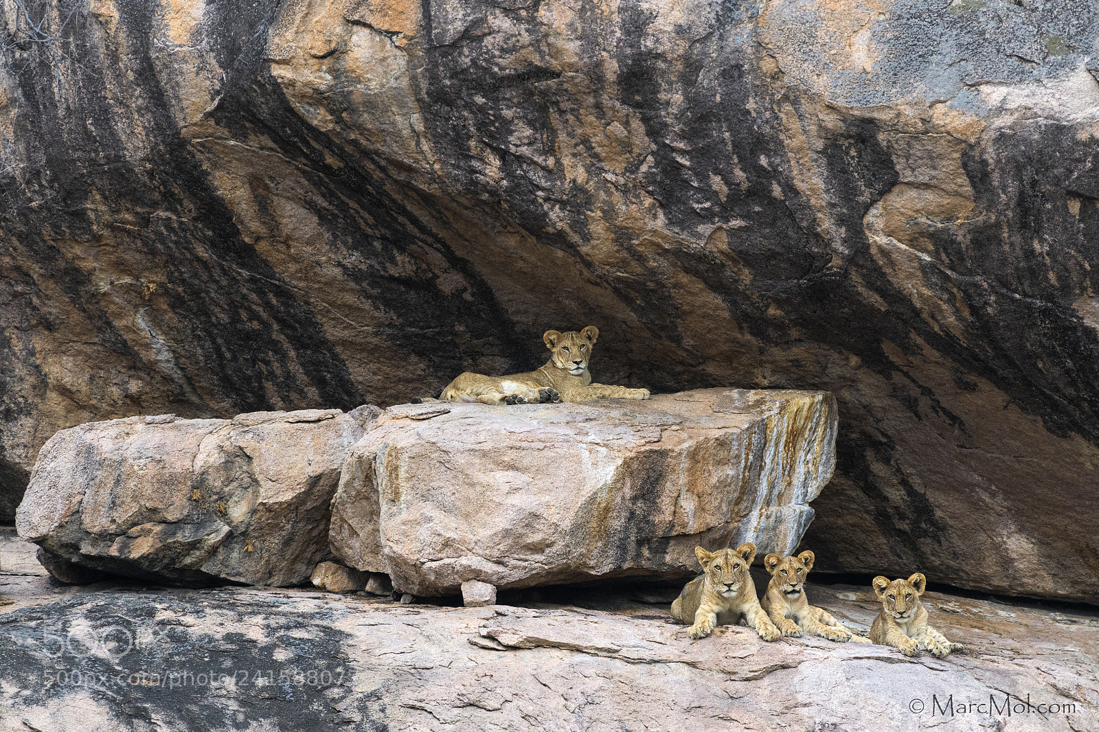 Nikon D850 sample photo. Cubs on the rocks photography
