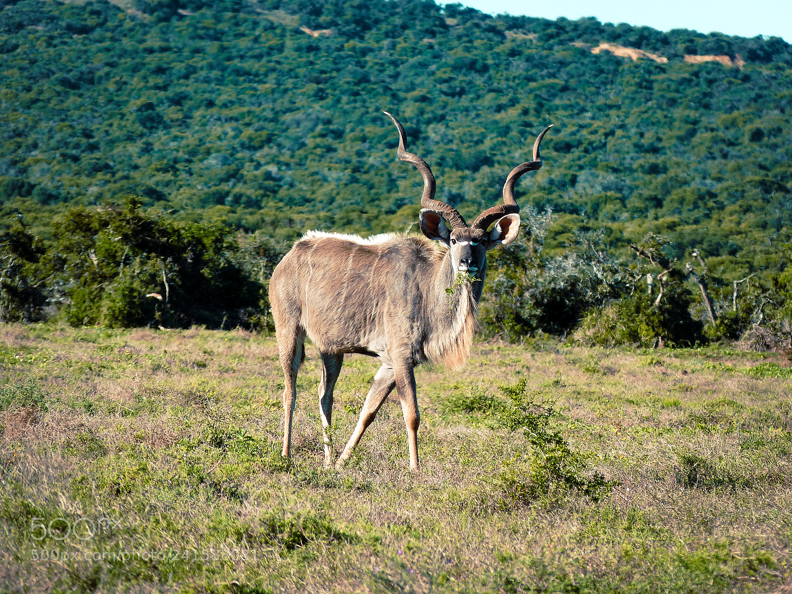 Panasonic Lumix DMC-FZ150 sample photo. Kudu photography